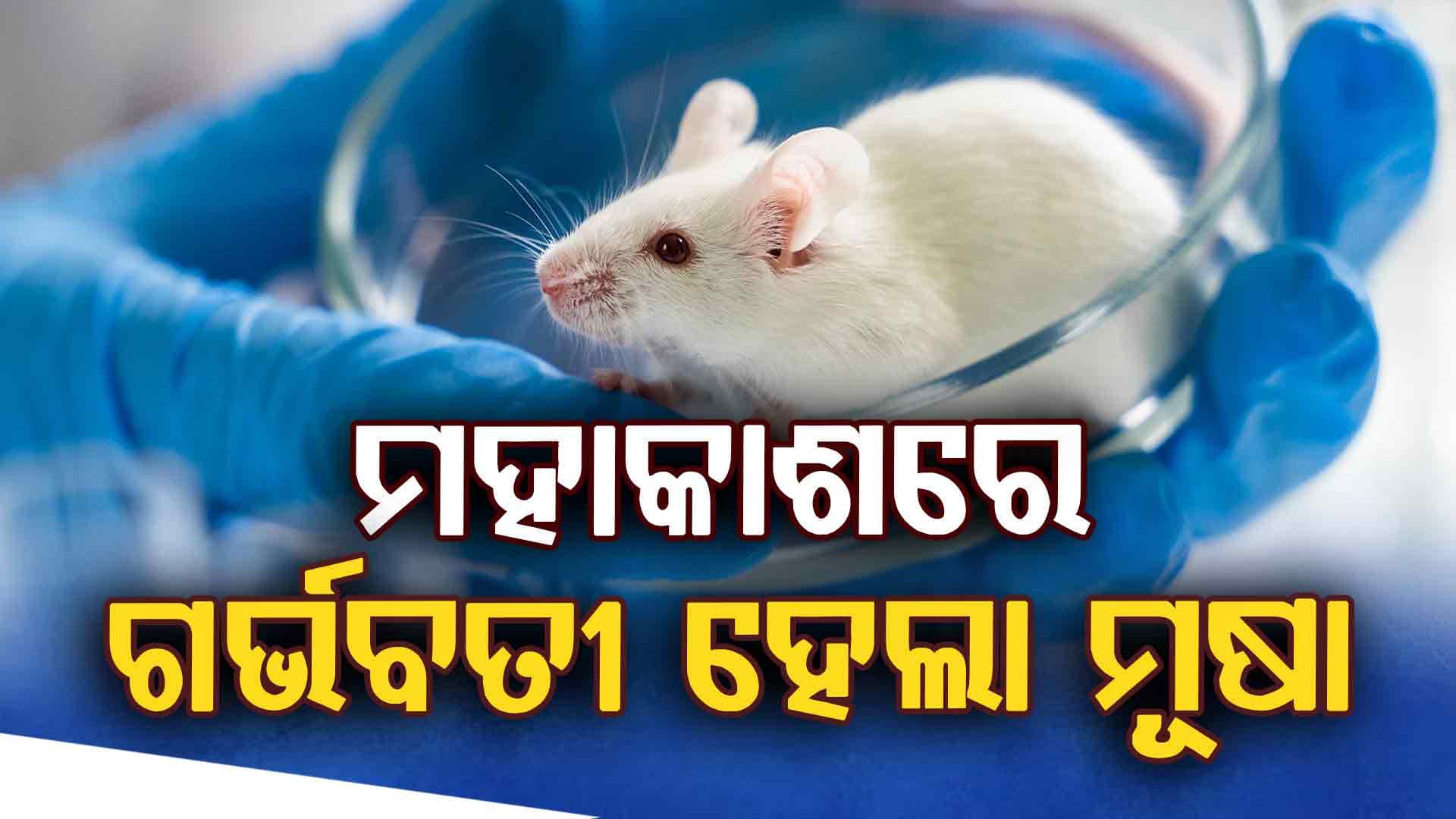 ମହାକାଶରୁ ଫେରିଥିବା ଏକ ମୂଷା ଏବେ ମା' ହୋଇଛି
