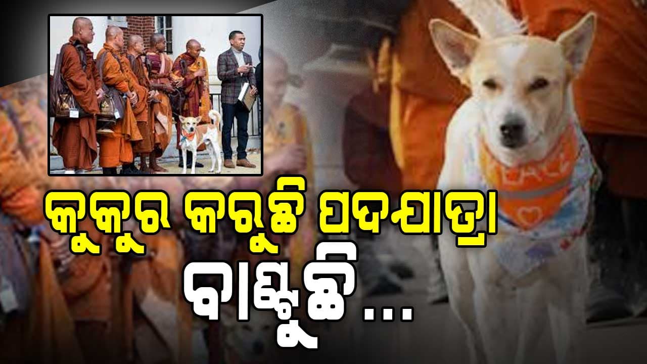 ଭାରତ ପରେ ଆମେରିକାରେ କୁକୁର: ସନ୍ୟାସୀଙ୍କ ପାଖରେ ଶୋଉଛି, କରୁଛି ଏହି କାମ...