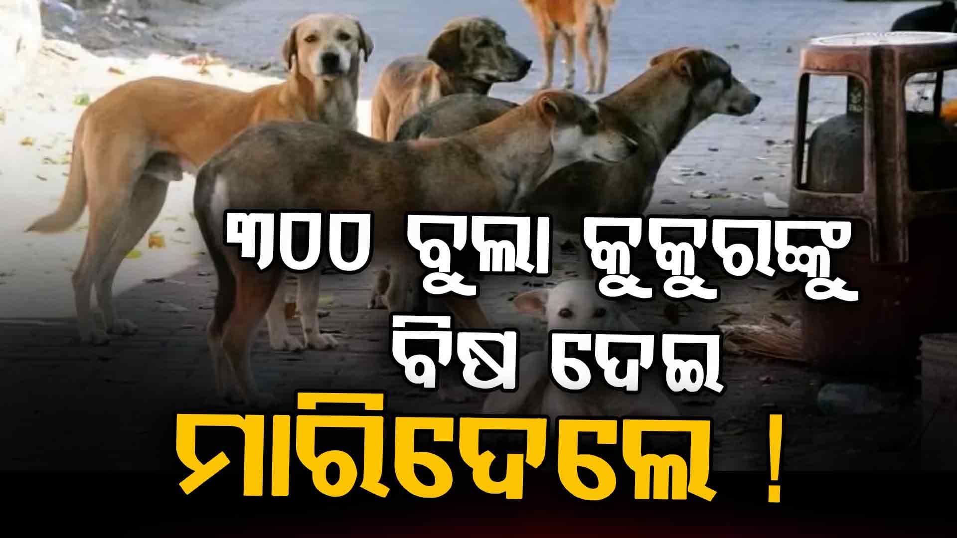 ଶୁଣିଲେ ଛାତି ଥରି ଉଠିବ... ୩୦୦ ବୁଲା କୁକୁରଙ୍କୁ ବିଷ ଦେଇ ମାରିଦେଲେ, ୯ ଜଣଙ୍କ ବିରୋଧରେ ମାମଲା ରୁଜୁ