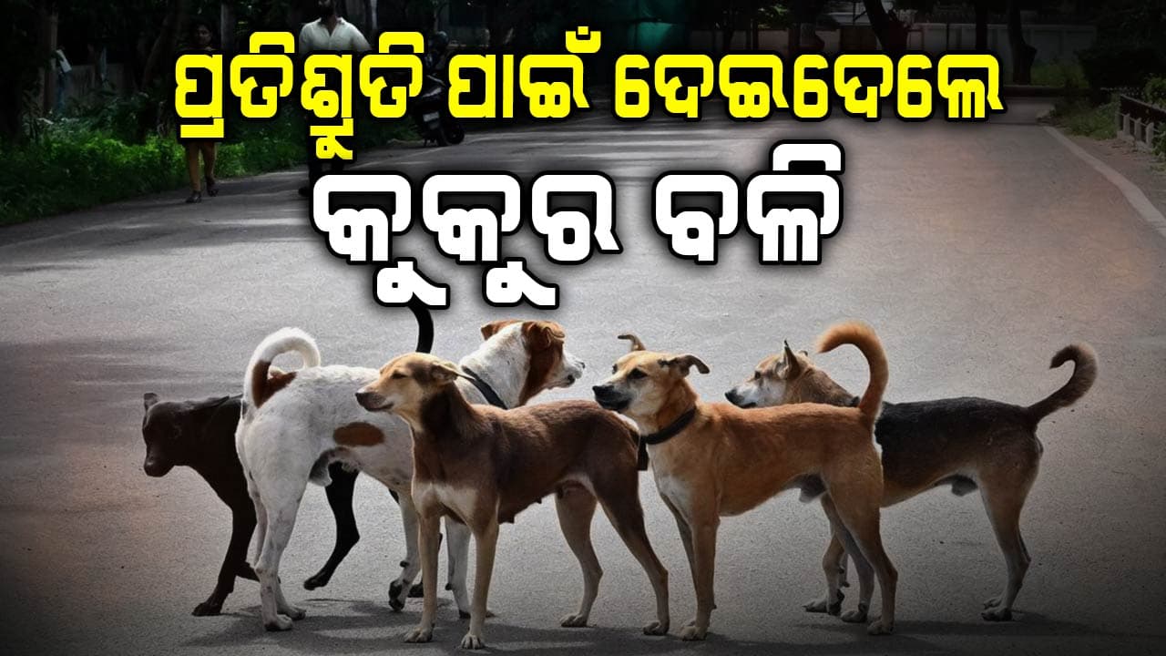 ୫୦୦ କୁକୁରଙ୍କ ବଳି ପକାଇଦେଲେ ସରପଞ୍ଚ, ଥାନାରେ ମାମଲା