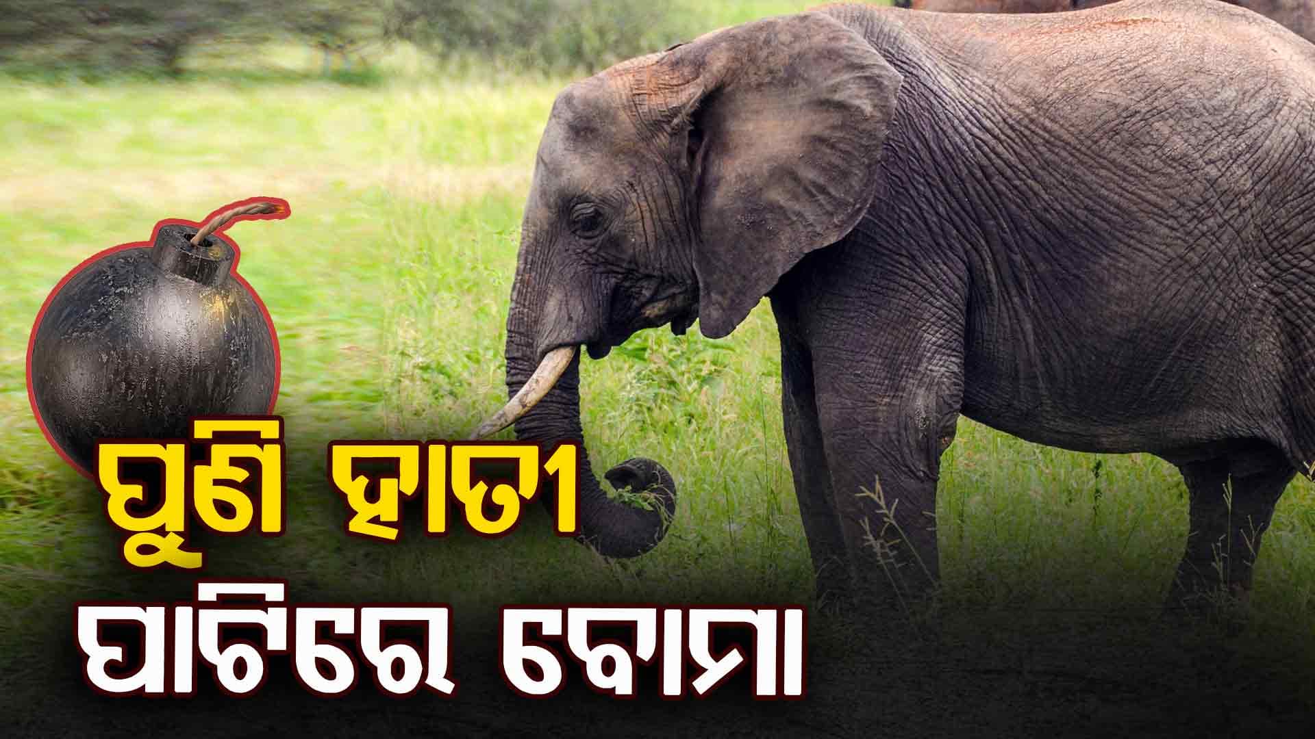 ହାତୀ ପାଟିରେ ଫୁଟି ଗଲା ବୋମା 