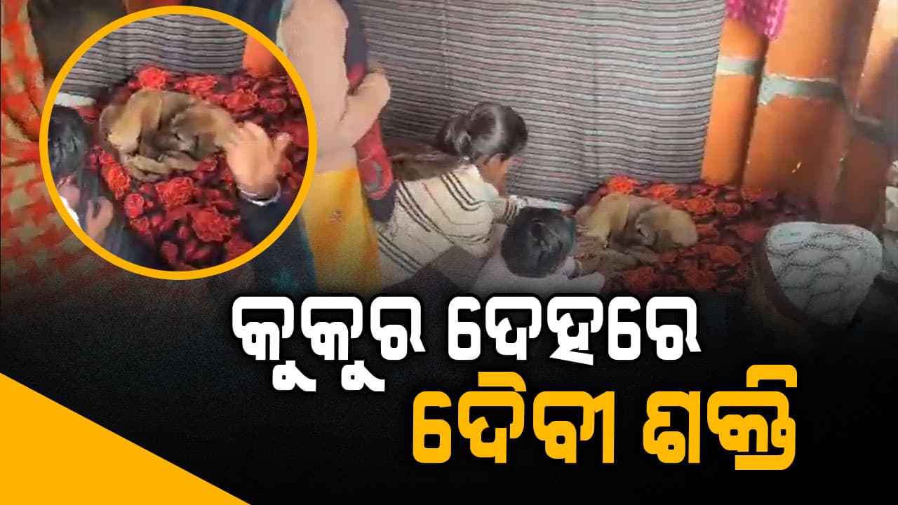 ଅନ୍ଧବିଶ୍ଵାସ ନା ପାଗଳାମି: କୁକୁର ପାଦ ଧରି ମୁଣ୍ଡିଆ ମାରୁଛି ମଣିଷ   