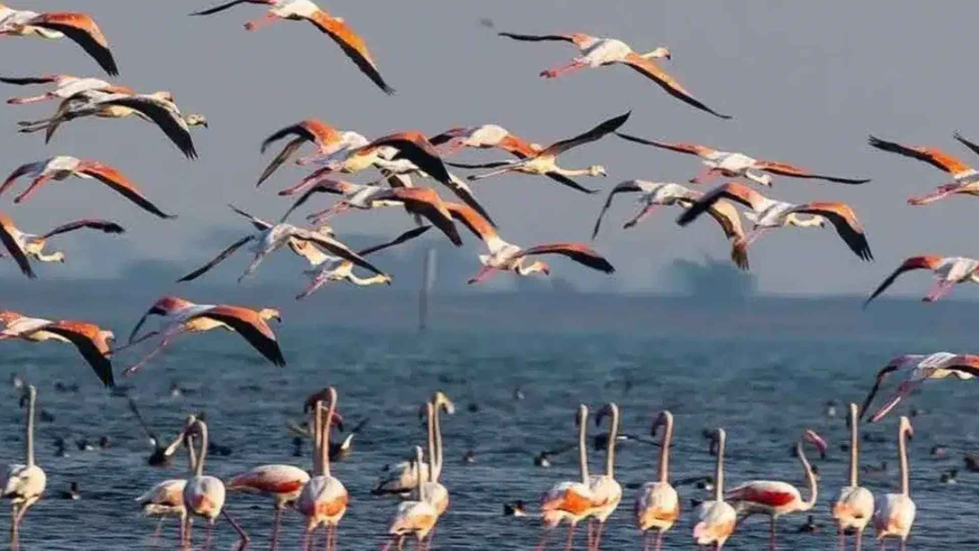 Annual Bird Census Begins Across Odisha Wetlands