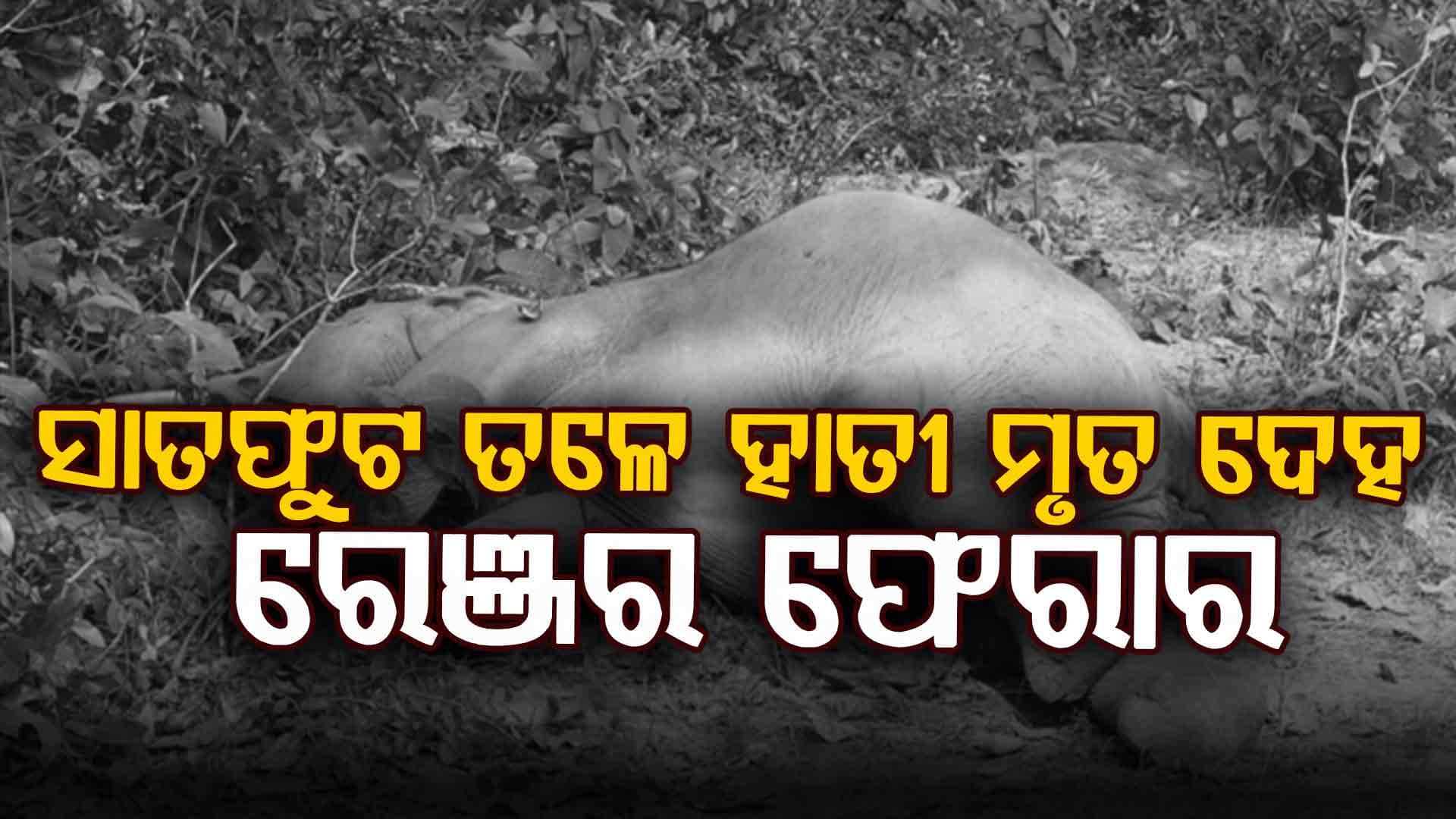 ବାଲିଗୁଡା ବେଲଘର ହାତୀ ଗାଏବ  ଘଟଣାରେ  ନିଲମ୍ବିତ ରେଞ୍ଜର ଘର ନିକଟ ମିଳିଲା ହାତୀର ମୃତଦେହ 