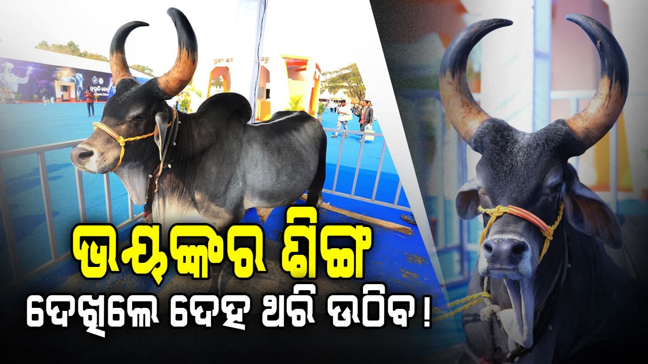 ଗୁଜରାଟରୁ ଗଞ୍ଜାମ କାଙ୍କରେଜ ଷଣ୍ଢକୁ ଦେଖିବାକୁ ଲୋକଙ୍କ ଭିଡ଼