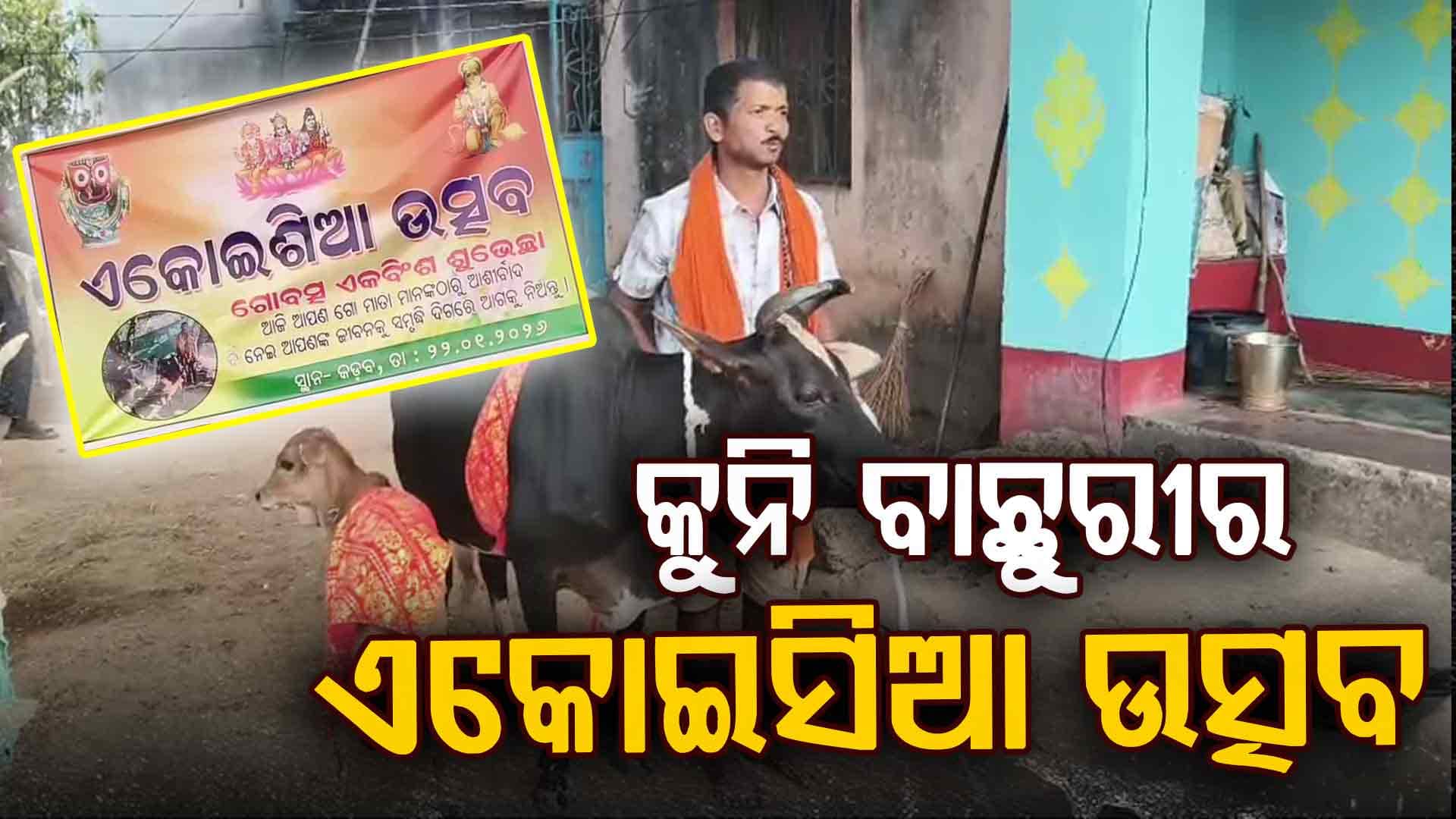 କୁନି ବାଛୁରୀ ପାଇଁ ଧୁମଧାମରେ ଏକୋଇସିଆ ପୂଜା, ଗାଁରେ ଚାଲିଛି ଭୋଜିଭାତ...ପୂଜାର୍ଚ୍ଚନା