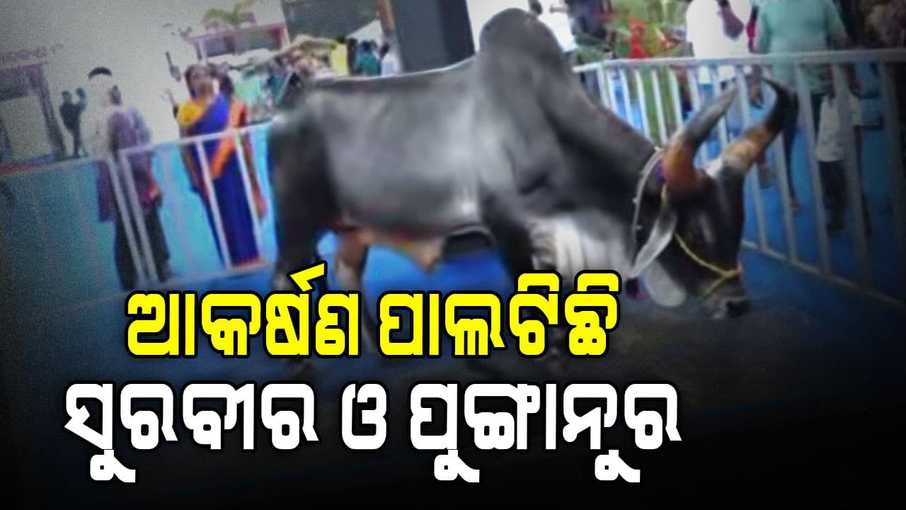 ରାଜ୍ୟସ୍ତରୀୟ ମତ୍ସ୍ୟ ଓ ପ୍ରାଣୀ ସମ୍ପଦ ସମାବେଶରେ ଆକର୍ଷଣ ପାଲଟିଛି ବାହୁବଳୀ ମଈଁଷି 'ସୁରବୀର' ଓ କ୍ଷୁଦ୍ରକାୟ ଗାଈ ‘ପୁଙ୍ଗାନୁର 