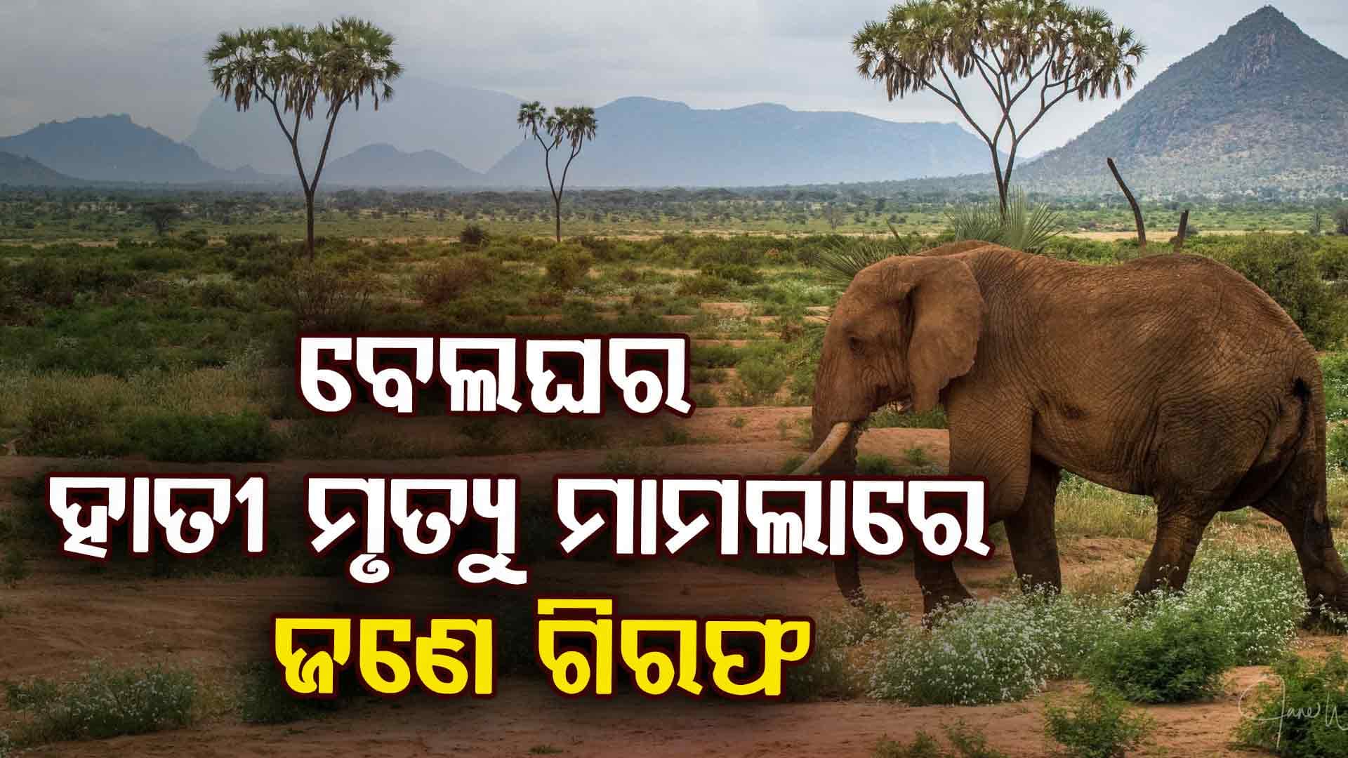 ବେଲଘରରେ ହାତୀ ମୃତ୍ୟୁ ମାମଲାରେ  ଜଣେ ଗିରଫ,୧୦ ଜଣଙ୍କୁ ପଚରାଉଚରା