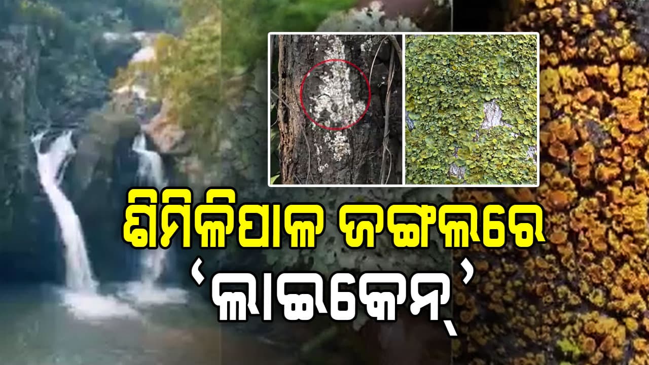 ଶିମିଳିପାଳ ଜଙ୍ଗଲରେ ମିଳିଲା ଔଷଧୀୟ ଧନ "ଲାଇକେନ୍", କଣ ଏହି ଲାଇକେନ ?  