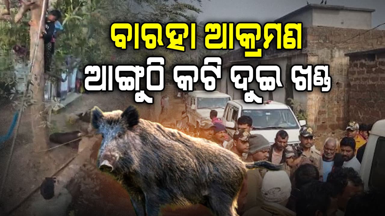 ଚିଲିକାରେ ବାରହା ଆତଙ୍କ; ଯୁବକଙ୍କ ଆଙ୍ଗୁଠି କଟି ଦୁଇ ଖଣ୍ଡ