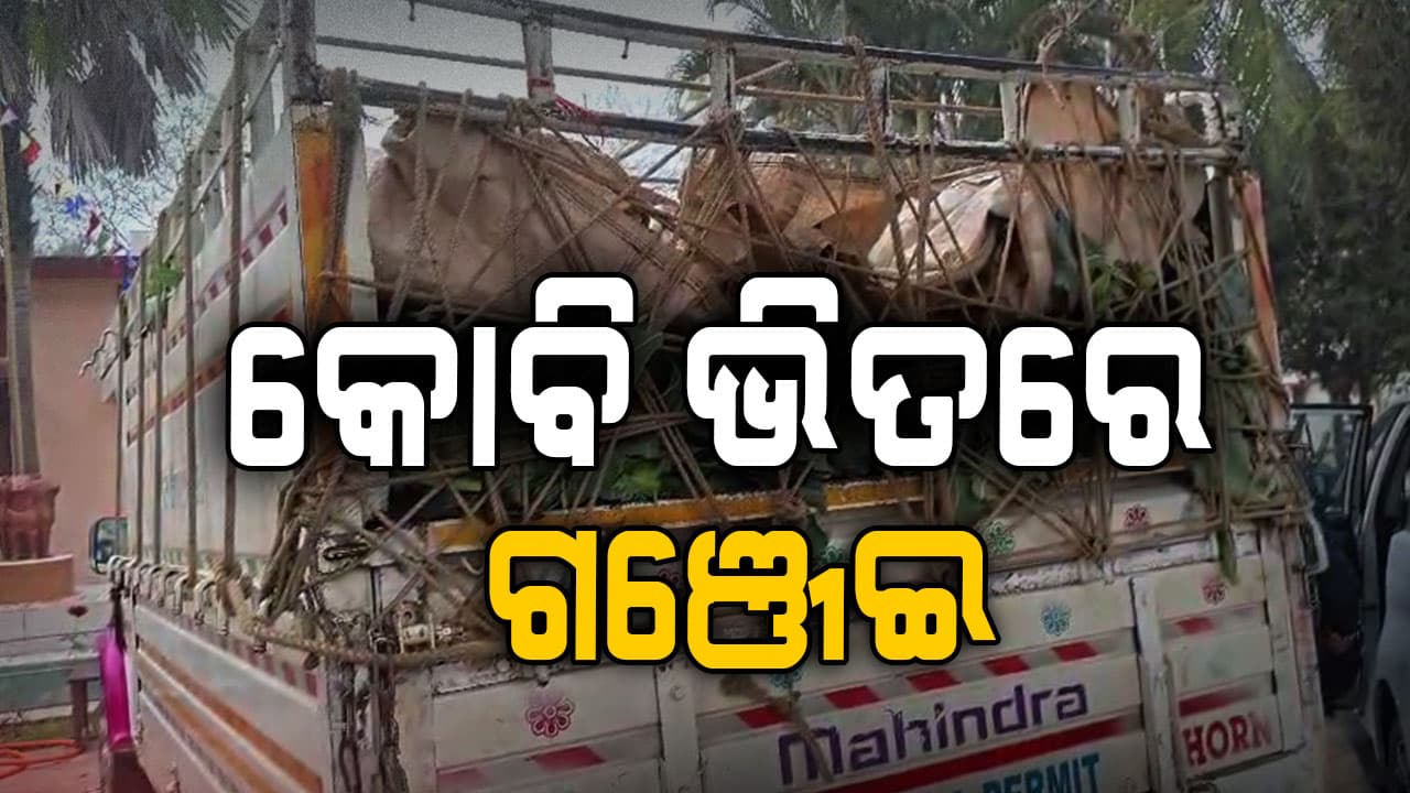 ଗଞ୍ଜେଇ ଚାଲାଣର ନୂଆ ତରିକା, ଉପରେ କୋବି, ତଳେ ଗଞ୍ଜେଇ । 