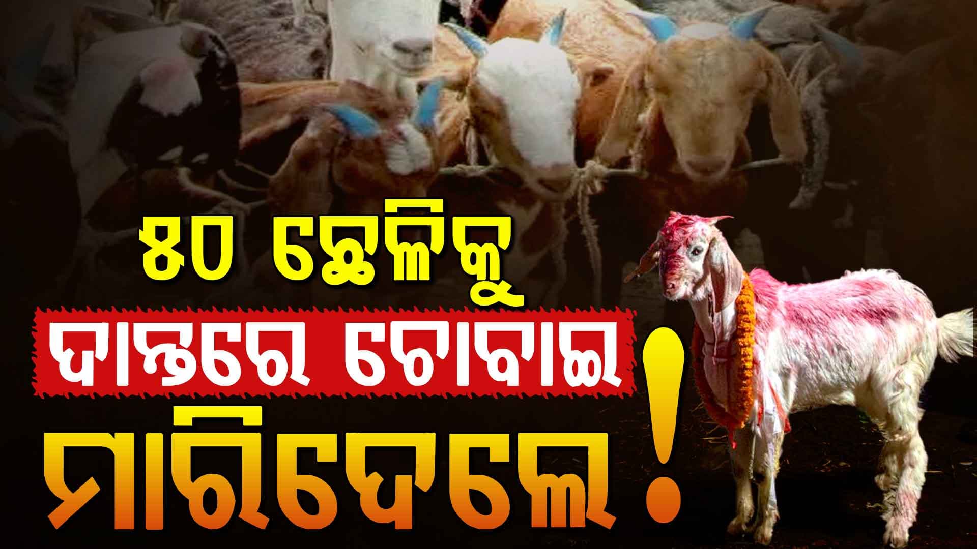 ଏବେବି ଚାଲିଛି ବଳି ପ୍ରଥା, ଛେଳିକୁ ଜିଅନ୍ତ ଚୋବାଇ ଚୋବାଇ...