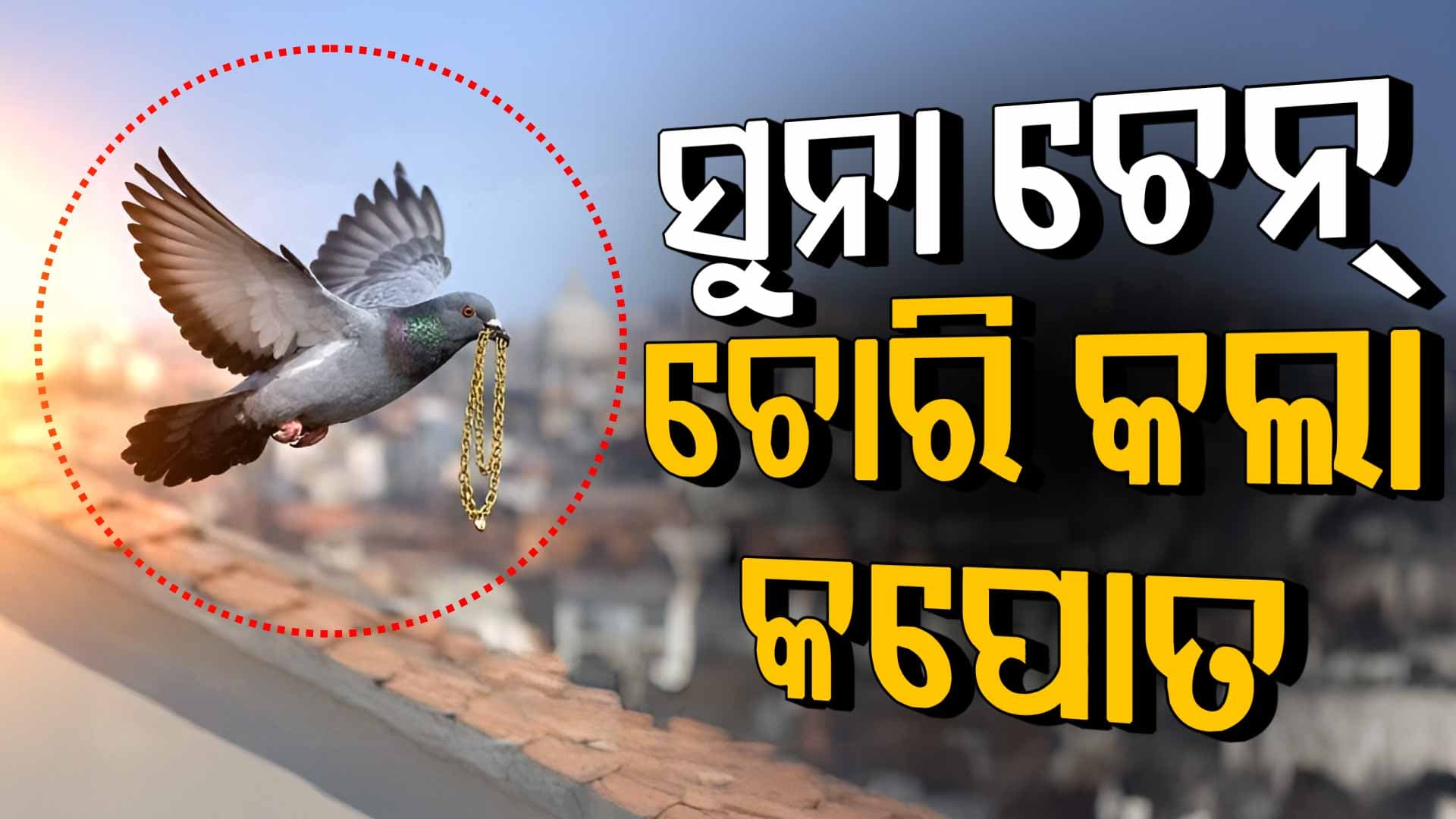ସୁନା ଦୋକାନରେ ଅଜବ ଚୋରି, ସୁନା ଚେନ୍ ନେଇଗଲା କପୋତ  