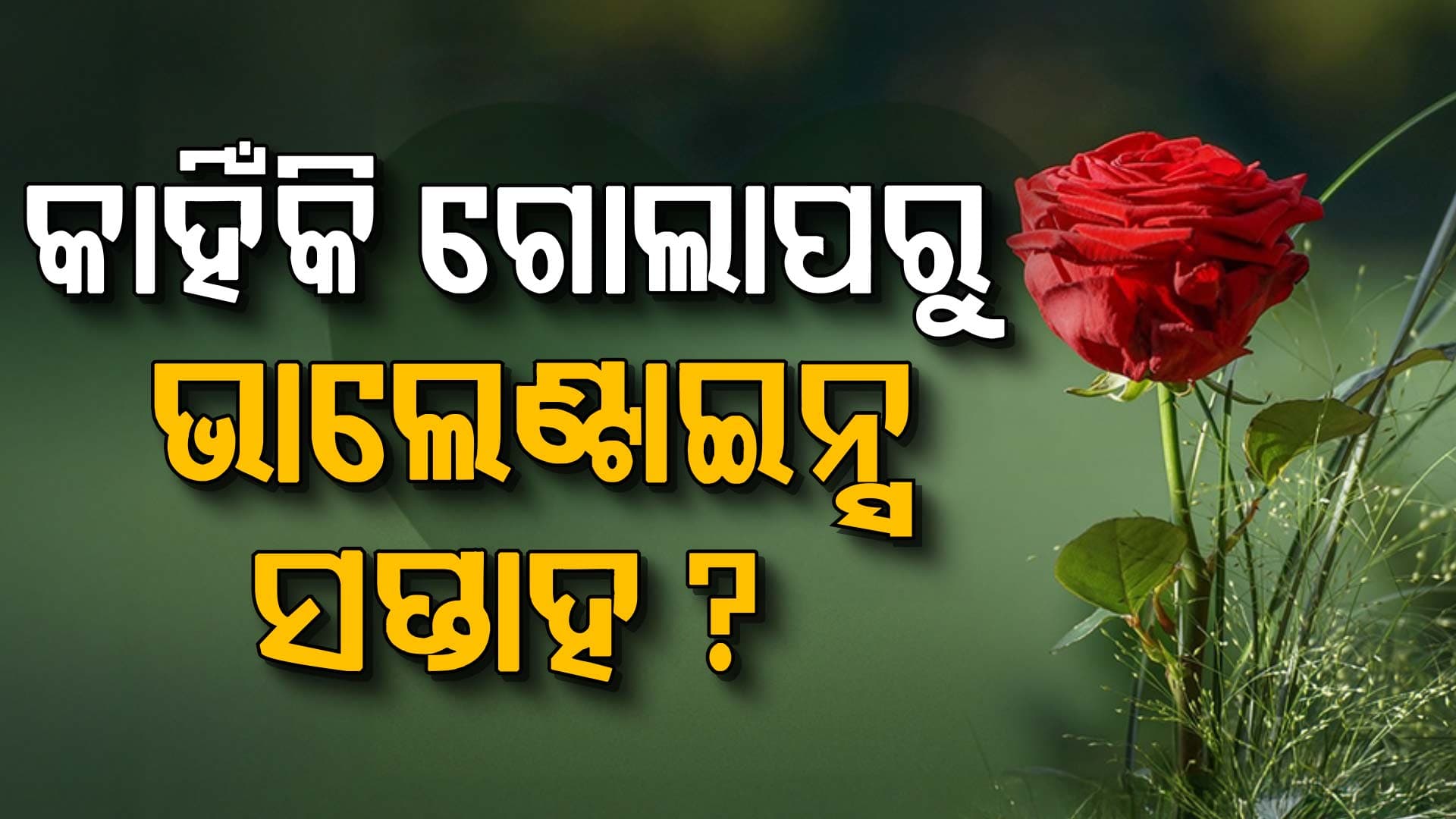 ପ୍ରେମ ସପ୍ତାହ କାହିଁକି ଗୋଲାପରୁ ଆରମ୍ଭ ହୁଏ? ପ୍ରତ୍ୟେକ ରଙ୍ଗର ଅର୍ଥ କ'ଣ ଜାଣନ୍ତୁ...