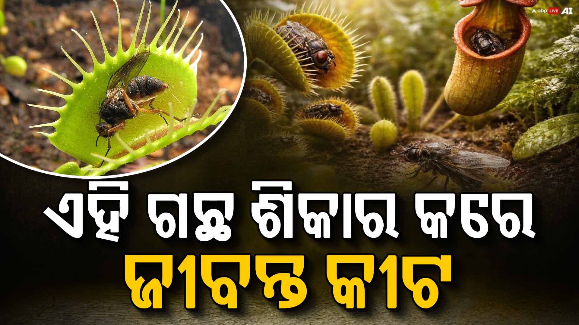ଗଛ ହେଲେ ମଧ୍ୟ ମାଂସାହାରୀ ଜାଣନ୍ତୁ କିପରି