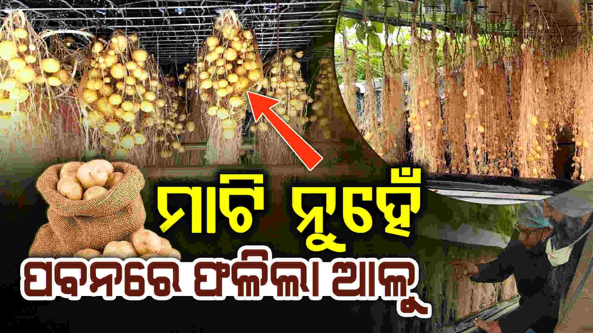 ବିନା ମାଟିରେ ଆଳୁ ଚାଷ, ଜାଣନ୍ତୁ କିପରି...