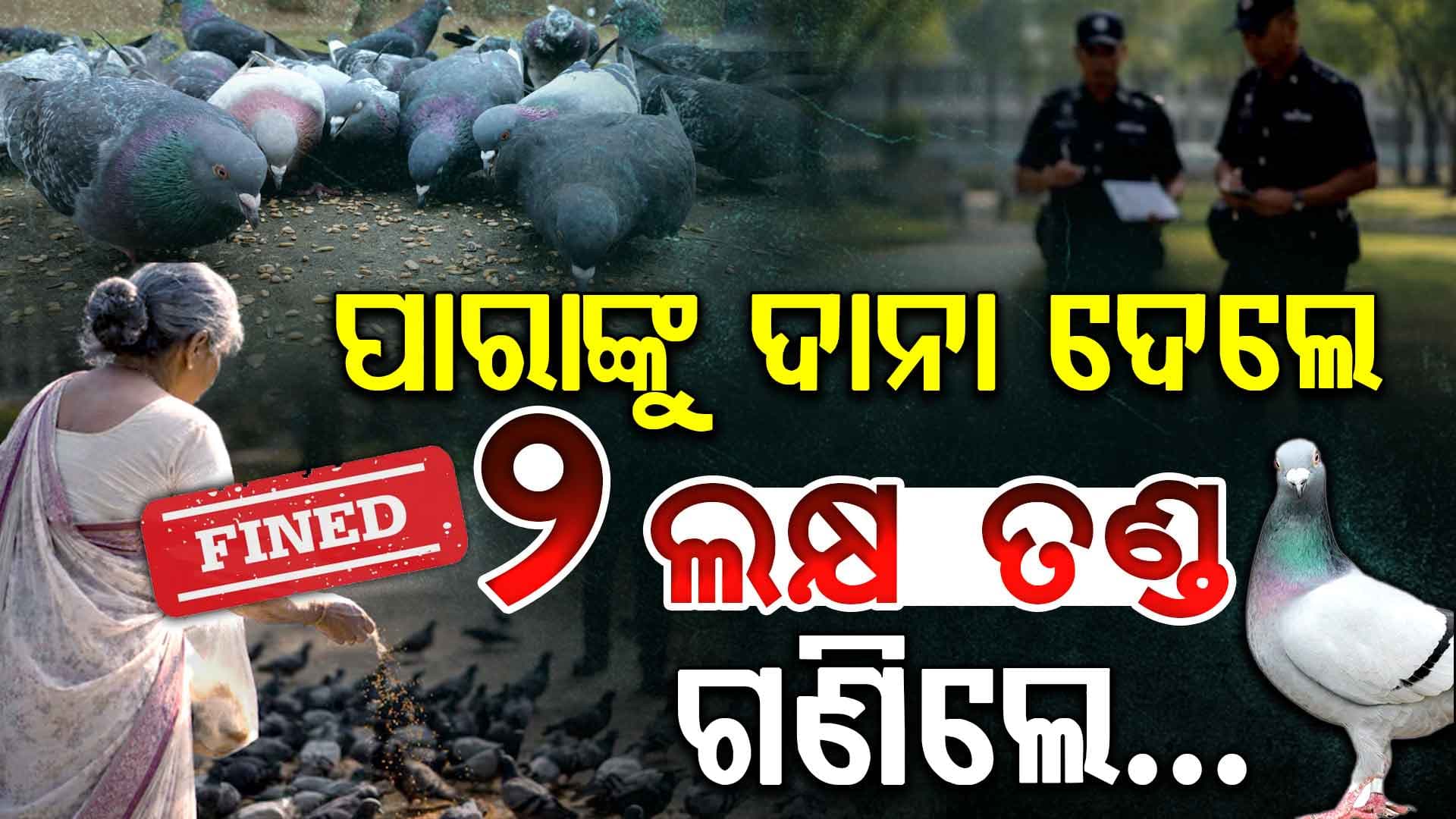ପାରାଙ୍କୁ ଦାନା ଖୁଆଇବା ପଡିଲା ମହଙ୍ଗା କହିଲେ...