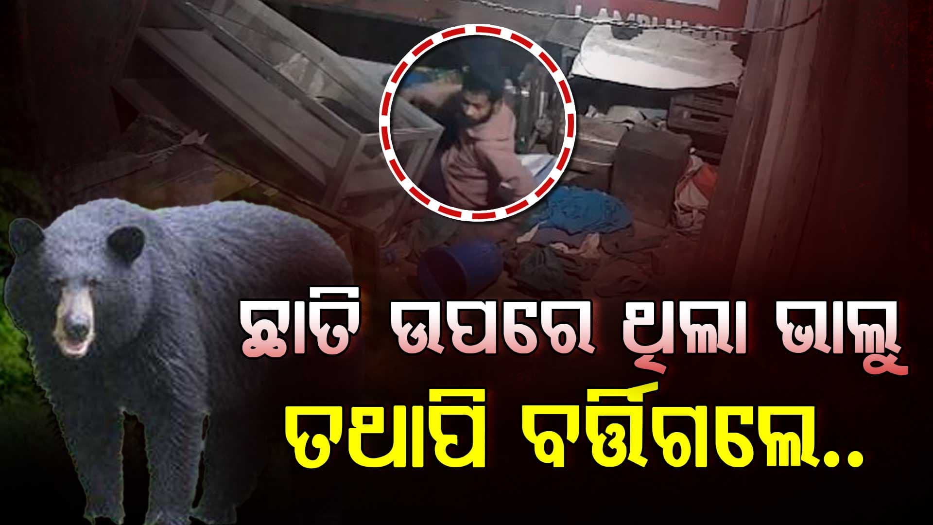 ଦୋକାନରେ ରାତିରେ ଶୋଇଥିଲେ; ଉପସ୍ଥିତ ବୁଦ୍ଧି ଯୋଗୁଁ ଭାଲୁ କବଳରୁ ବର୍ତ୍ତିଗଲେ ଯୁବକ..