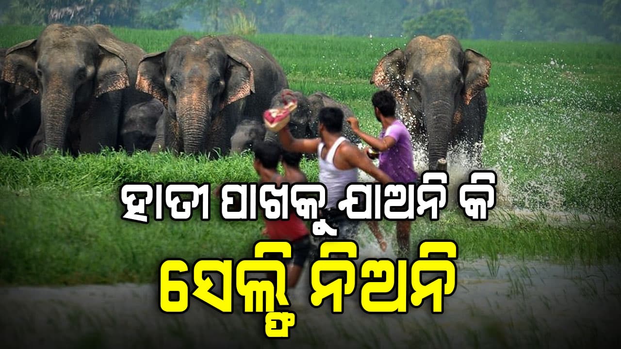 ହାତୀ ମଣିଷ ଲଢ଼େଇ, ମନ୍ତ୍ରୀ କହିଲେ ହାତୀ ପାଖକୁ ଯାଅନି କି  ସେଲ୍ଫି ନିଅନି