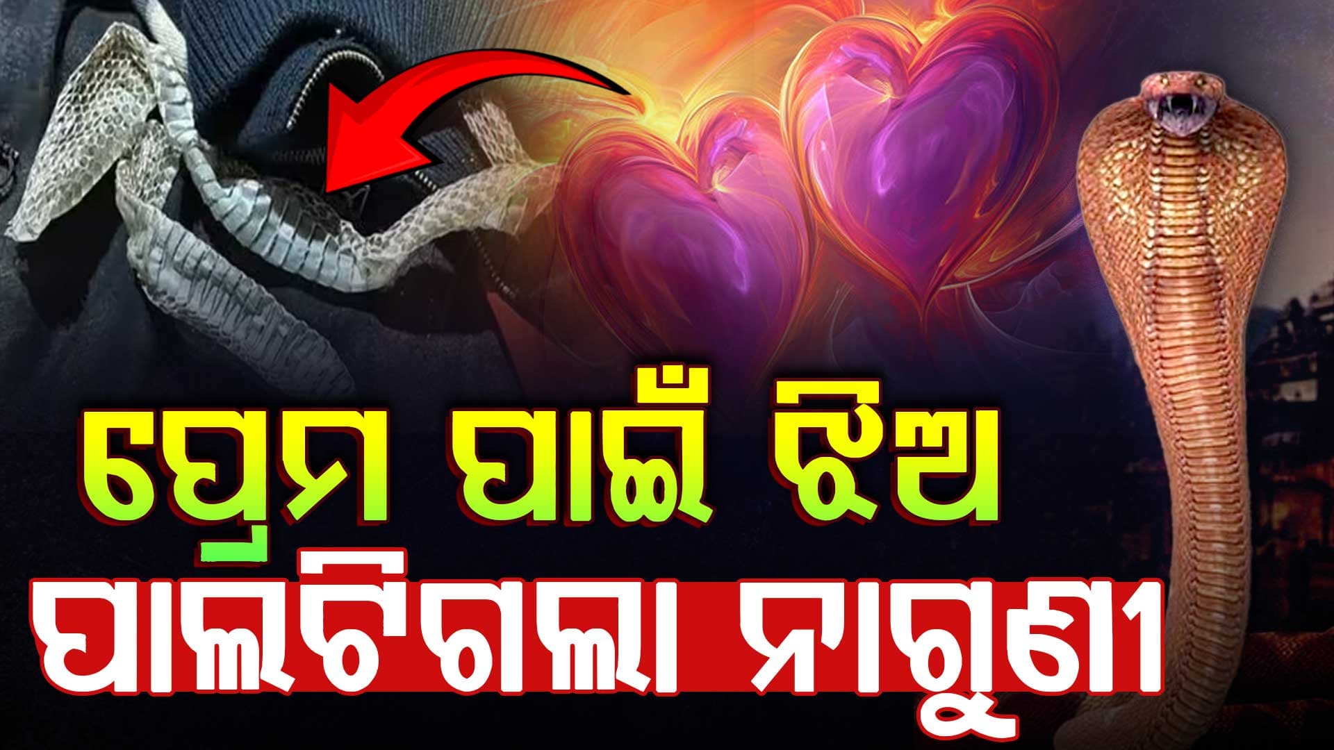 ସାପ ପାଲଟିଗଲା ଝିଅ! ଭାଲେଣ୍ଟାଇନ ଡେ'ରେ ଗାୟବ ରୀନାଙ୍କର ହେଲା ପର୍ଦ୍ଦାଫାସ