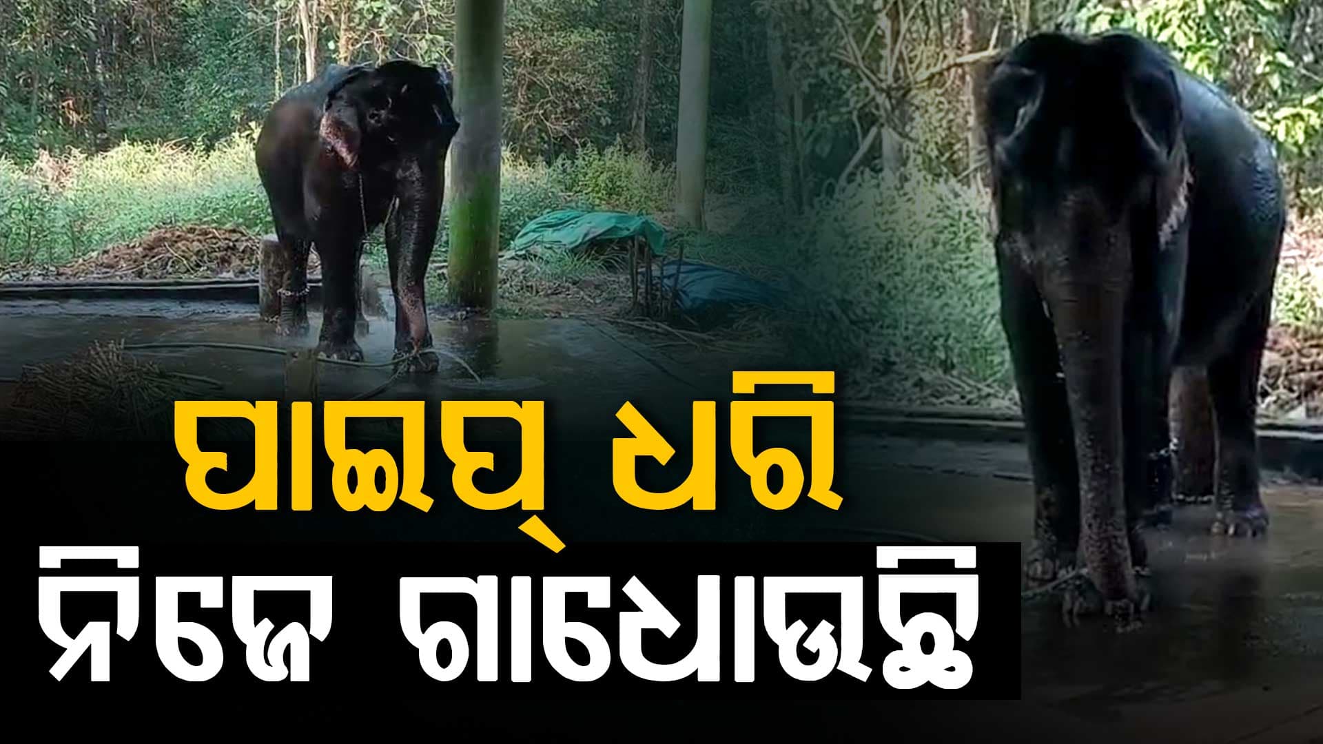 କେରଳ ଚିଡ଼ିଆଖାନାରେ ‘ସ୍ମାର୍ଟ’ ହାତୀ ଆଶା! ନିଜେ ପାଇପ ଧରି ଗାଧୋଉଛି...ଭିଡିଓ ଭାଇରାଲ୍