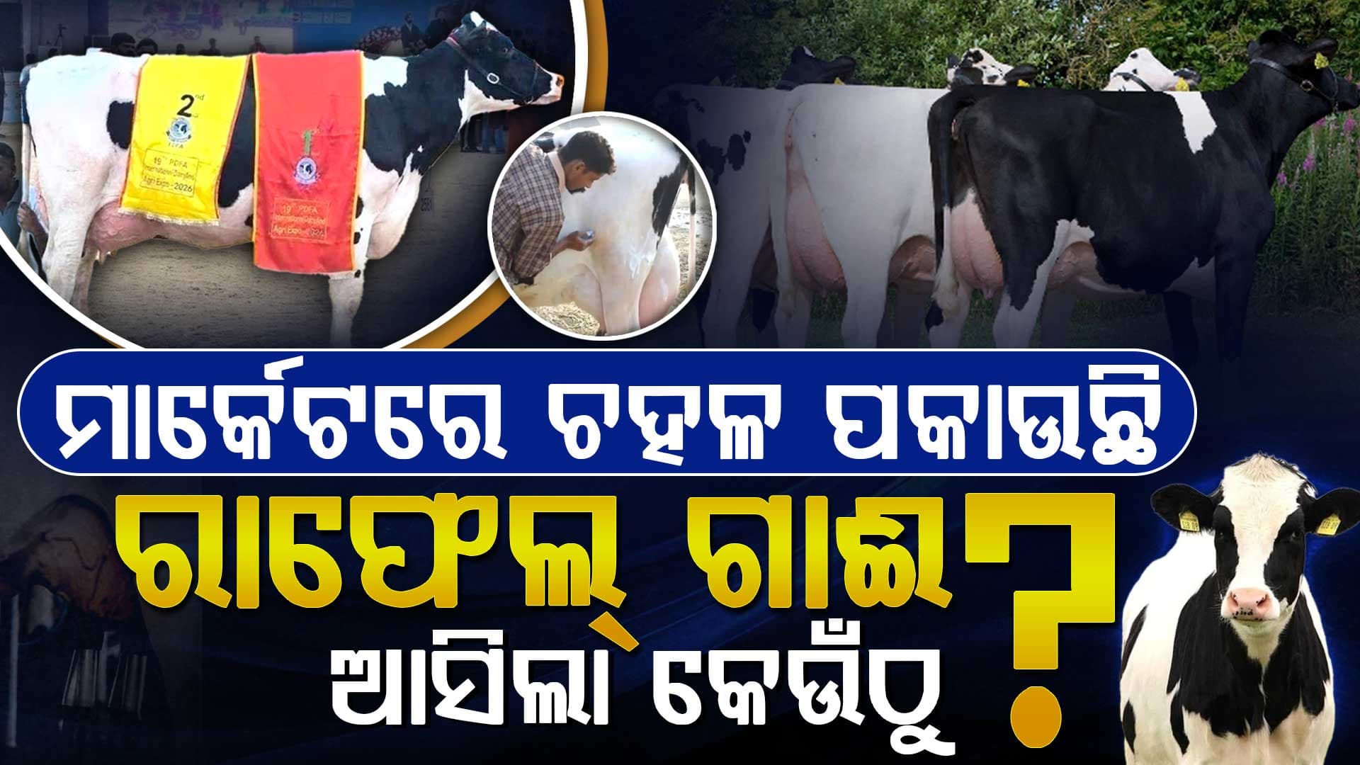 ଏମିତି ରାଫେଲ୍‌, ଦିନକୁ ଦେଉଛି 80 ଲିଟର କ୍ଷୀର