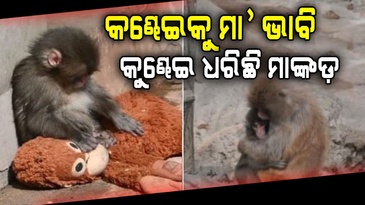 ମାଆ ଛାଡ଼ିଗଲା… ଖେଳଣାକୁ ଭାବିଲା ମା' ଦେଖନ୍ତୁ ଭିଡିଓ ଆଖିରେ ଆସିଯିବ ଲୁହ  