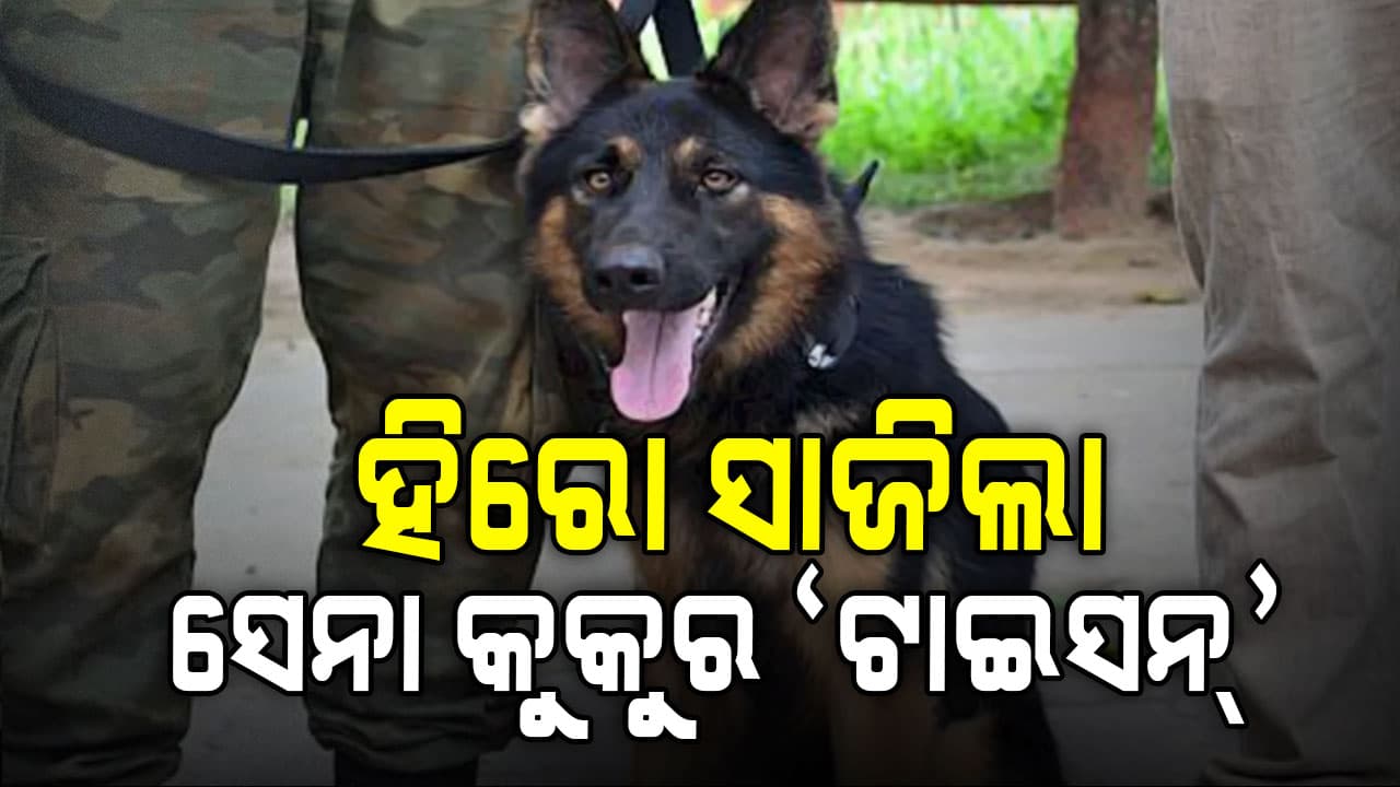 ଆତଙ୍କବାଦୀ ନିପାତର ହିରୋ ସାଜିଲା ସେନା କୁକୁର ଟାଇସନ