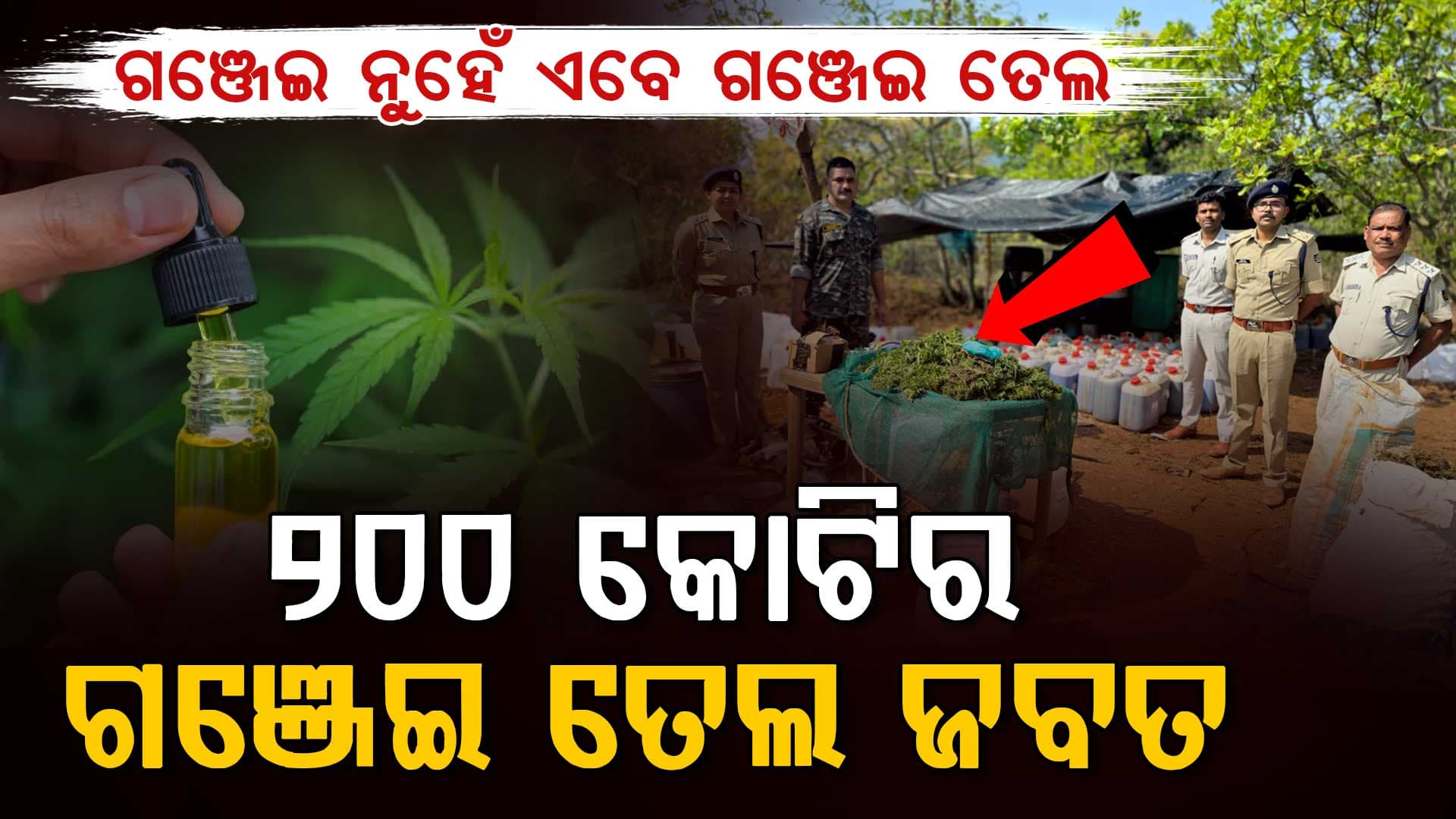କୋରାପୁଟ୍  ପୋଲିସକୁ ବଡ଼ ସଫଳତା, ୨୦୦ କୋଟିର ଗଞ୍ଜେଇ ତେଲ ଜବତ 