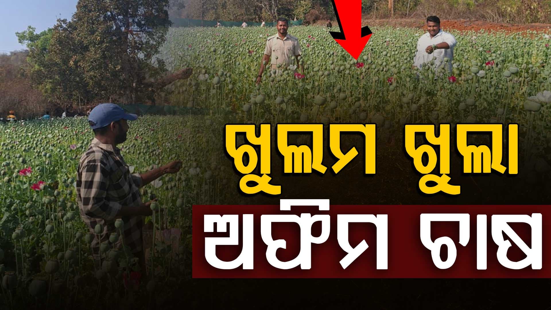 ସୁନ୍ଦରଗଡ଼ରେ ଖୁଲମ ଖୁଲା ଅଫିମ ଚାଷ,ଦେଢ କୋଟି ଟଙ୍କାର ଅଫିମ ଚାଷ ନଷ୍ଟ 