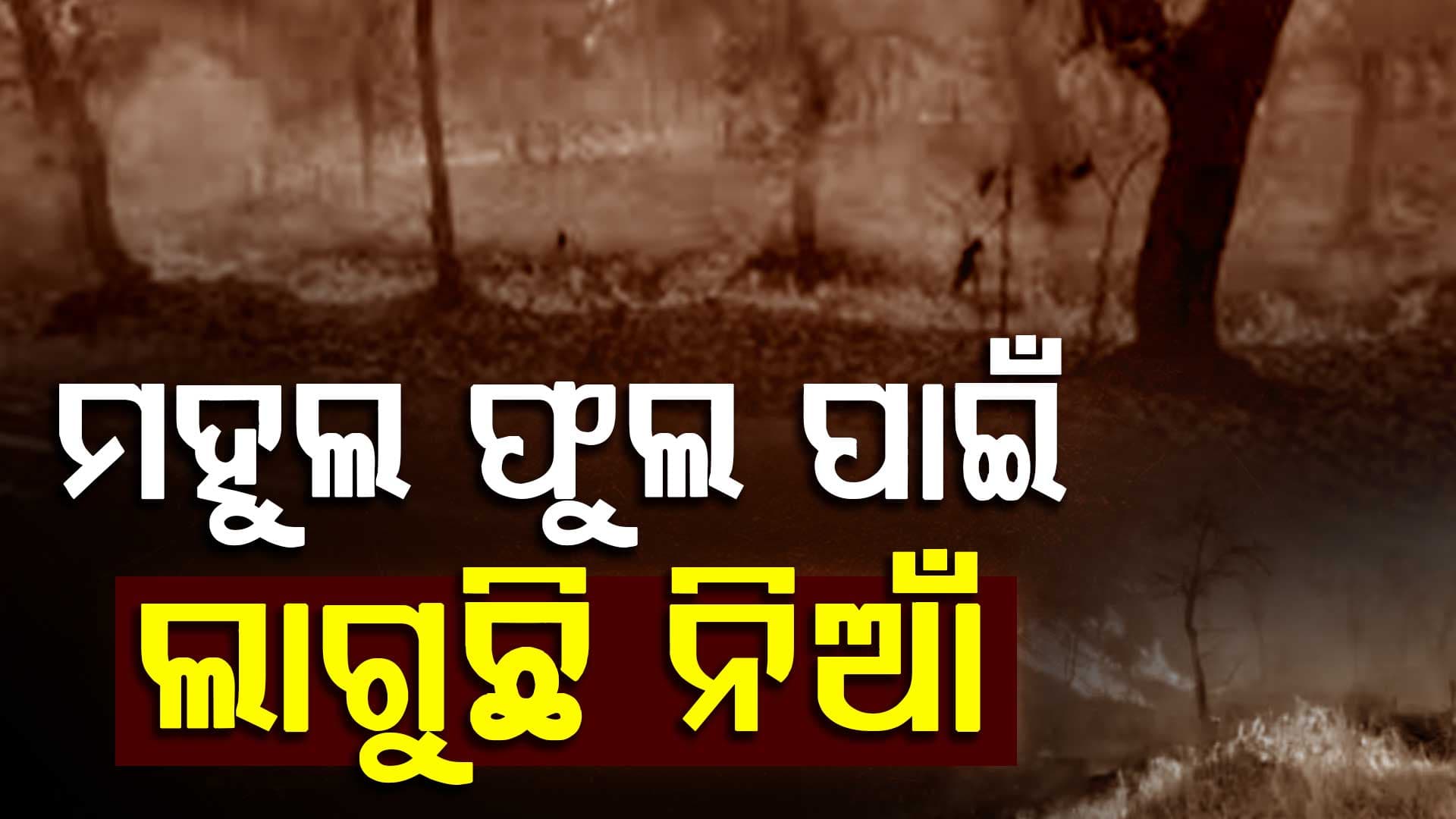ଜଙ୍ଗଲ ନିଆଁ  ରୋକିବା ପାଇଁ ସରକାରଙ୍କ ବଡ଼ ପଦକ୍ଷେପ, ଜଙ୍ଗଲ ନିଆଁକୁ ଜଗିବ ଏ.ଆଇ 