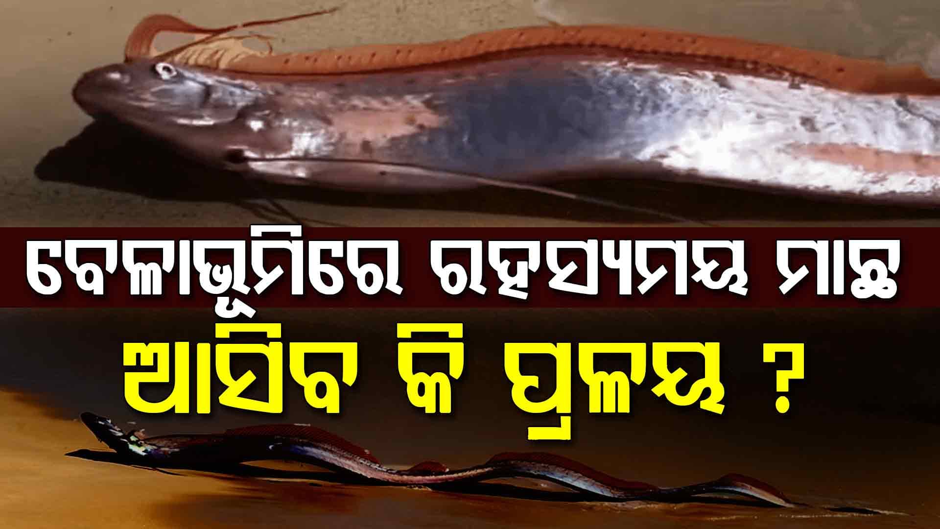 ଯୁଦ୍ଧ ଭିତରେ ଆସିବ କି ବଡ଼ ବିପର୍ଯ୍ୟୟ ? ସମୂଦ୍ର କୂଳରେ ପଡ଼ିଛି ବିଶାଳକାୟ 'ଡୁମ୍ସଡେ ମାଛ'