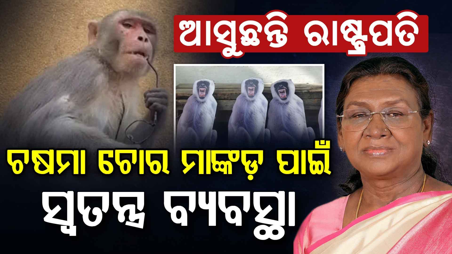 ବୃନ୍ଦାବନ ଯିବେ ରାଷ୍ଟ୍ରପତି; ଚଷମା ଛଡ଼ାଉଥିବା ମାଙ୍କଡଙ୍କ ପାଇଁ ଖାସ ପ୍ଲାନ୍
