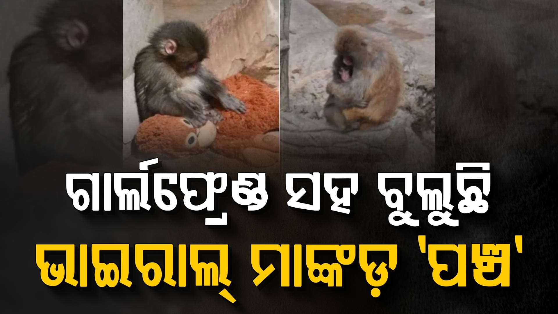 ଖୁସିରେ ବୁଲୁଛି ଭାଇରାଲ୍ ମାଙ୍କଡ଼ 'ପଞ୍ଚ', ମିଳିଲା ଜୀବନ ସାଥୀ