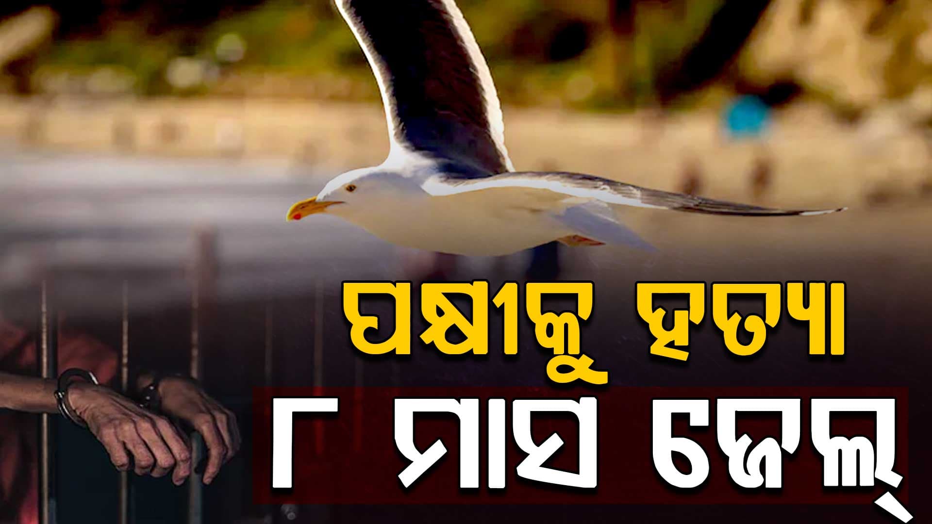 ଝିଅର ଖାଦ୍ୟ ପକ୍ଷୀ ନେଇଗଲା ବୋଲି ମାରିଦେଲେ, ହେଲା ୮ ମାସ ଜେଲ୍