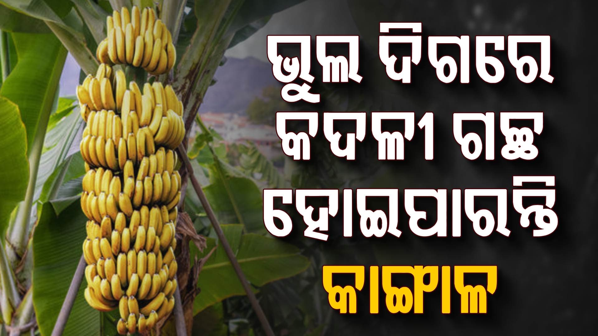 କଦଳୀ ଗଛ ଲଗାଇବାର ବାସ୍ତୁ ନିୟମ, ଏହି ଦିଗରେ ଲଗାନ୍ତୁ ନଚେତ୍‌ ହୋଇଯିବେ କାଙ୍ଗାଳ