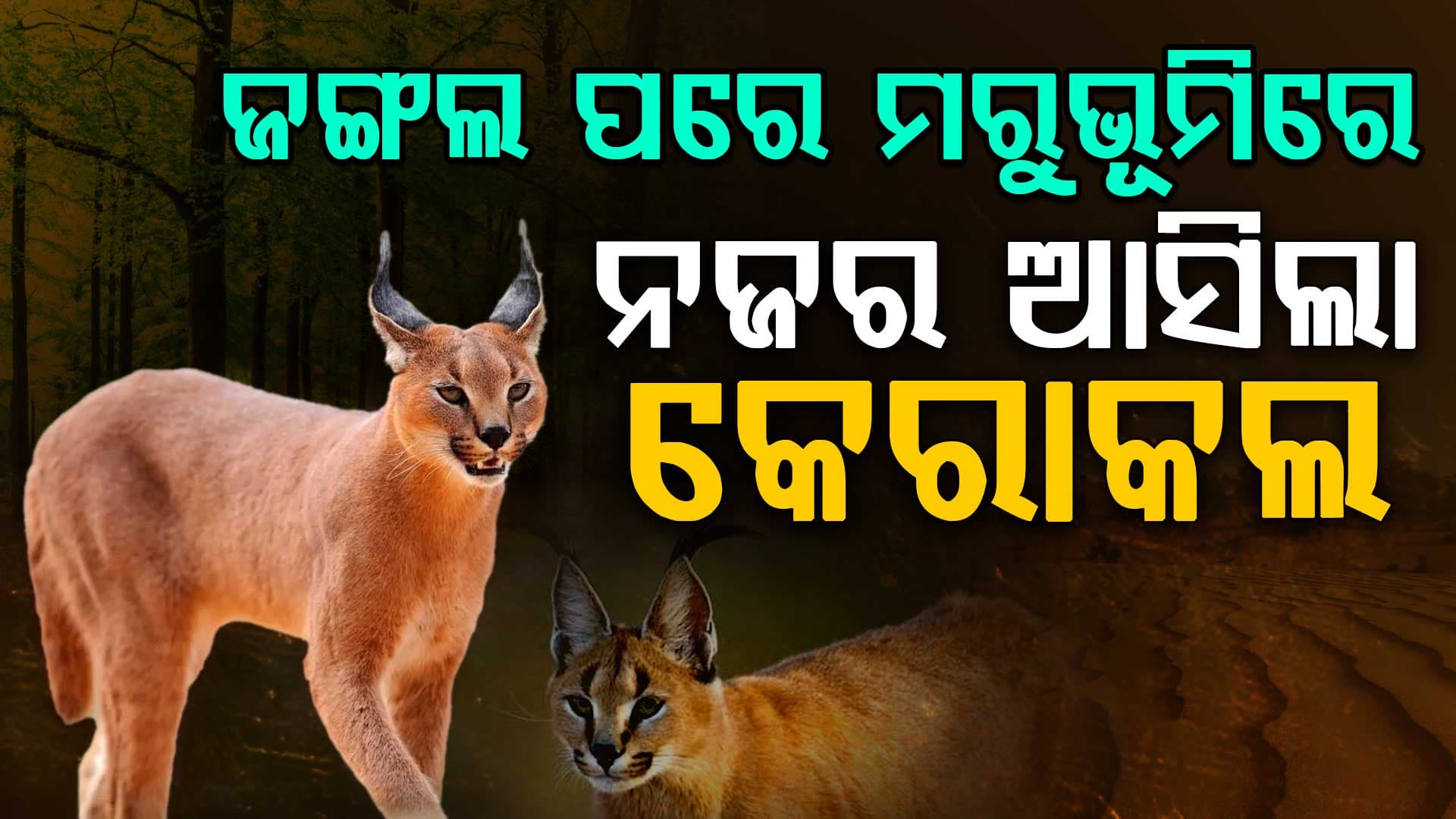 ଥାର୍ ମରୁଭୂମିରେ ନଜର ଆସିଲା କେରାକଲ୍; କ୍ୟାମେରାରେ କଏଦ ହେଲା ବିଲୁପ୍ତ ଶିକାରୀ   