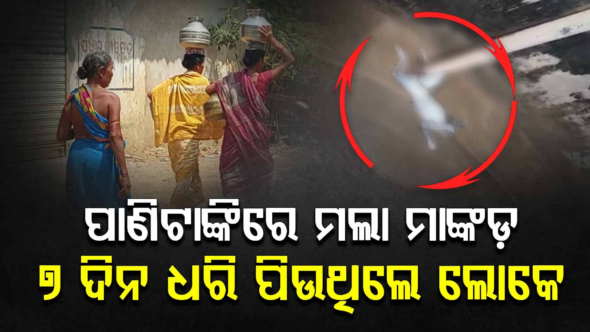 ଗାଁ ପାଣିଟାଙ୍କି ଭିତରେ ମୃତ ମାଙ୍କଡ଼; ଭୟଭୀତ ଅବସ୍ଥାରେ ପାଣି ପିଉଥିବା ଗ୍ରାମବାସୀ 