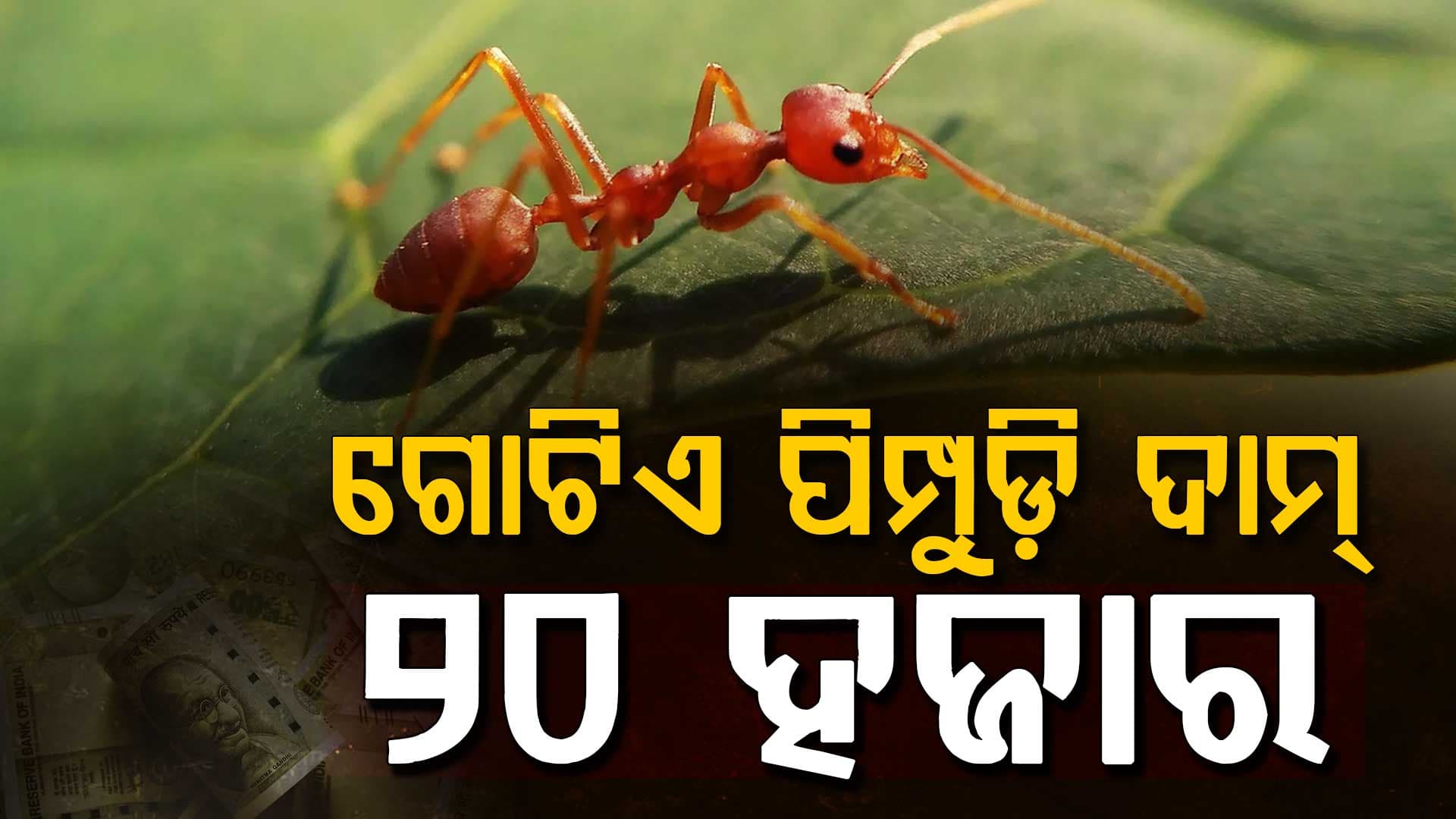 ସୁନା କି ଡ୍ରଗ୍ସ ନୁହେଁ; ପିମ୍ପୁଡ଼ି ଚୋରା ଚାଲାଣକୁ ନେଇ ଚିନ୍ତିତ ଏହି ଦେଶ, ଚକିତ ଦୁନିଆ