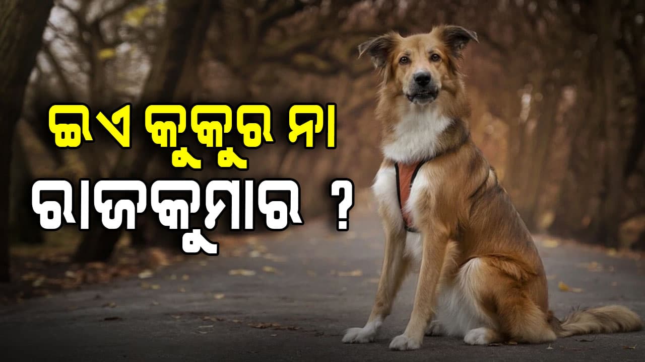 କୁକୁର ଯାଉଛି 'ସ୍କୁଲ', ମାସକୁ ଖର୍ଚ୍ଚ ହେଉଛି 1.6 ଲକ୍ଷ ଟଙ୍କା