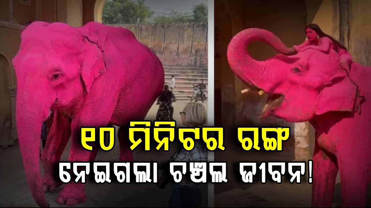 ଭାଇରାଲ୍ ହେଉଛି Pink Elephant! ରଙ୍ଗ ପରେ ହାତୀର ମୃତ୍ୟୁକୁ ନେଇ ବଢ଼ୁଛି ବିବାଦ