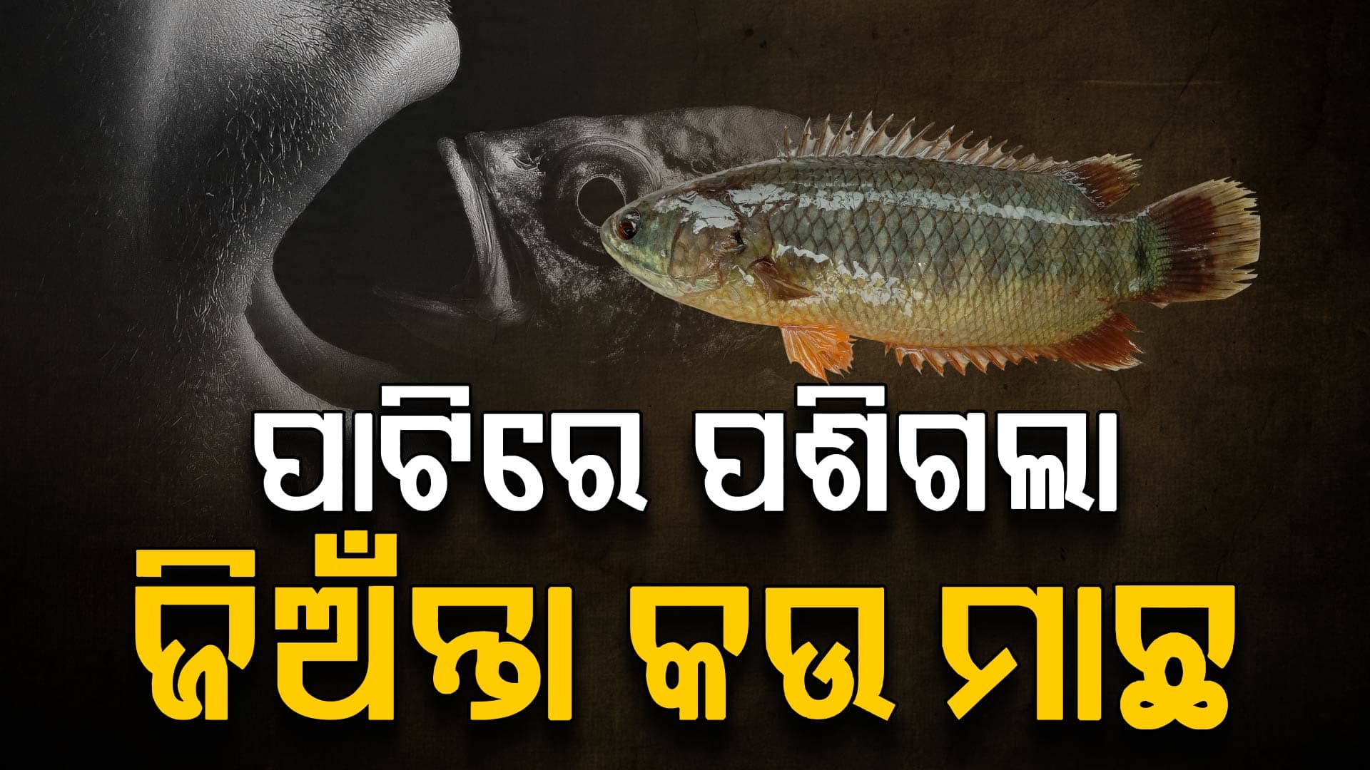 ମାଛ ଧରିବା ବେଳେ ଅଘଟଣ: ଚାଲିଗଲା ଯୁବକଙ୍କ ଜୀବନ