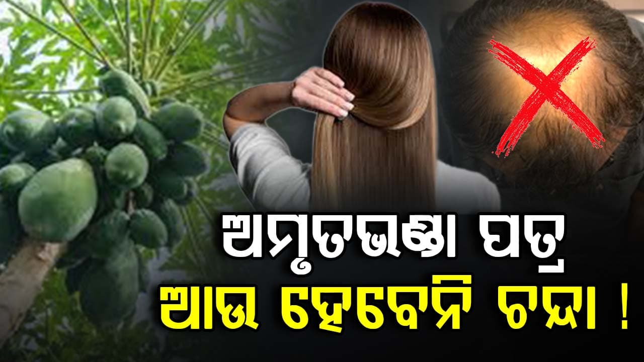 ଆଉ ଝଡିବନି କେଶ: ସପ୍ତାହରୁ ୨ ଥର ଲଗାନ୍ତୁ ଅମୃତଭଣ୍ଡା ପତ୍ର, ହେବ ଚମତ୍କାର...