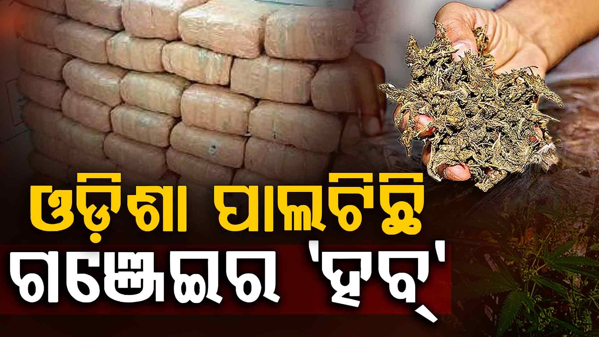 ବାହାରେ ବଢୁଛି ଓଡ଼ିଶା ଗଞ୍ଜେଇର ଡିମାଣ୍ଡ, ଶିକ୍ଷାନୁଷ୍ଠାନ ଉପରେ ମାଫିଆଙ୍କ ନଜର