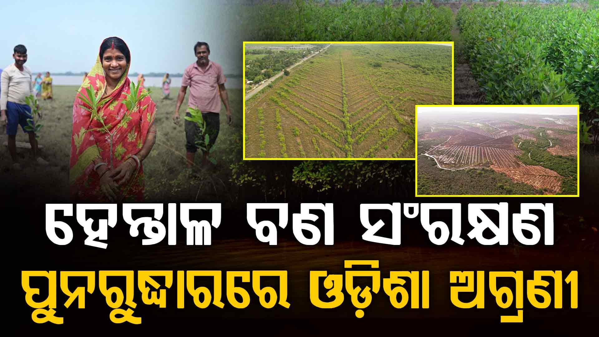 ଓଡ଼ିଶାରେ ହେନ୍ତାଳ ବଣ ମାତ୍ରା ୧୬.୬% ବୃଦ୍ଧି; କରୁଛି ଉପକୂଳ ସୁରକ୍ଷା