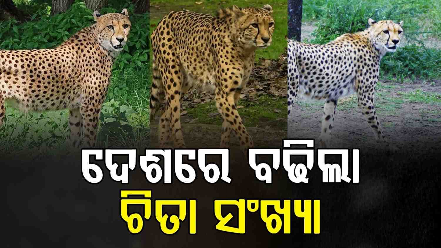 ଦେଶରେ ଚିତା ସଂଖ୍ୟାରେ ବୃଦ୍ଧି, ବିଦେଶରୁ ଭାରତ ଆସିଲେ ଆହୁରି ୪