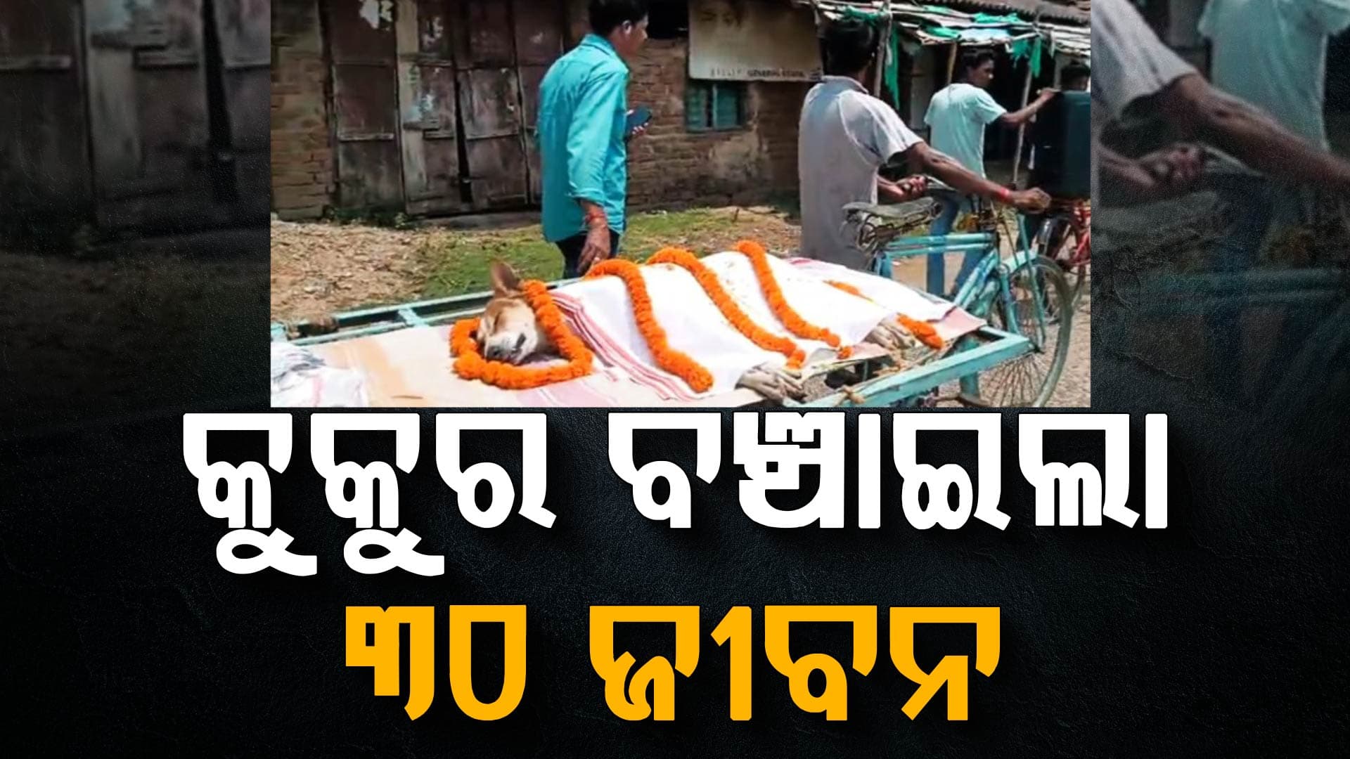 ସାପ ସହିତ ଲଢ଼େଇ କରି  ୩୦ ପିଲାଙ୍କ ଜୀବନ ବଞ୍ଚାଇଲା ବୁଲା କୁକୁର  