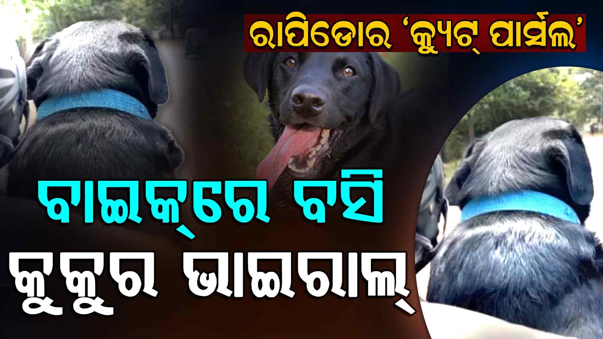 ରାପିଡୋ ରାଇଡରଙ୍କ କୁକୁର ପାର୍ସଲ ଭାଇରାଲ୍; ଇଣ୍ଟରନେଟର ସବୁଠୁ କ୍ୟୁଟ ପାର୍ସଲ