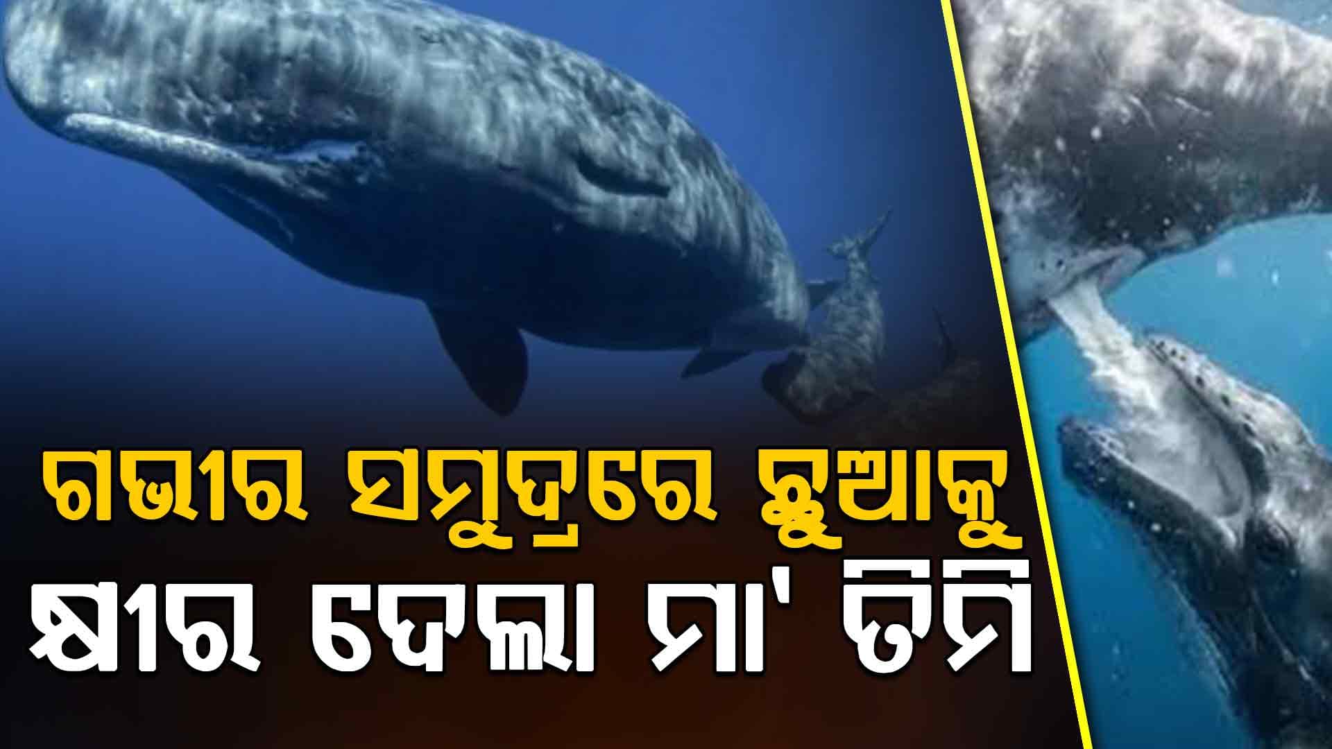 ଗଭୀର ସମୁଦ୍ରରେ ତିମିର ମମତା…ଛୁଆକୁ କ୍ଷୀର ଖୁଆଉଥିବା ଦୃଶ୍ୟ ଭାଇରାଲ