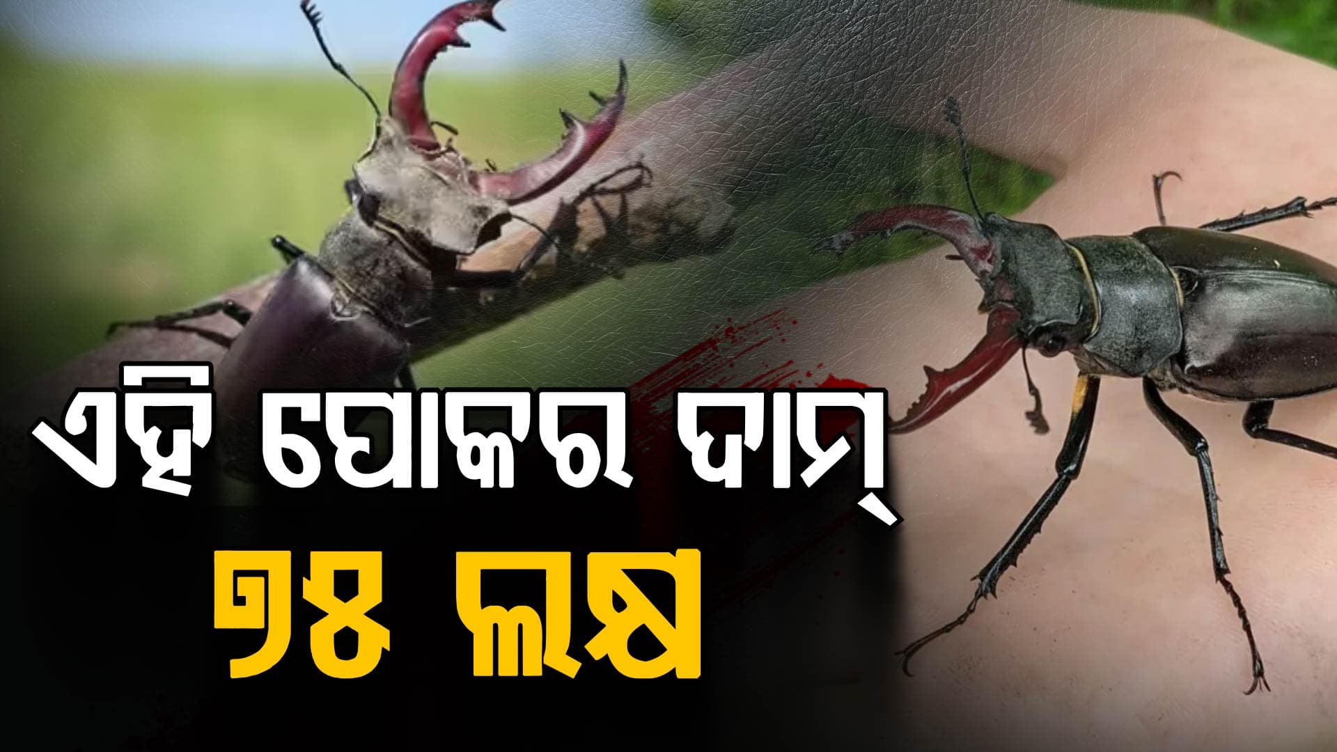 ଦୁନିଆର ସବୁଠୁ ମହଙ୍ଗା କୀଟ, ଆପଣଙ୍କ ଘରେ ଥିଲେ ଆପଣ ବି ହୋଇଯିବେ କୋଟିପତି  